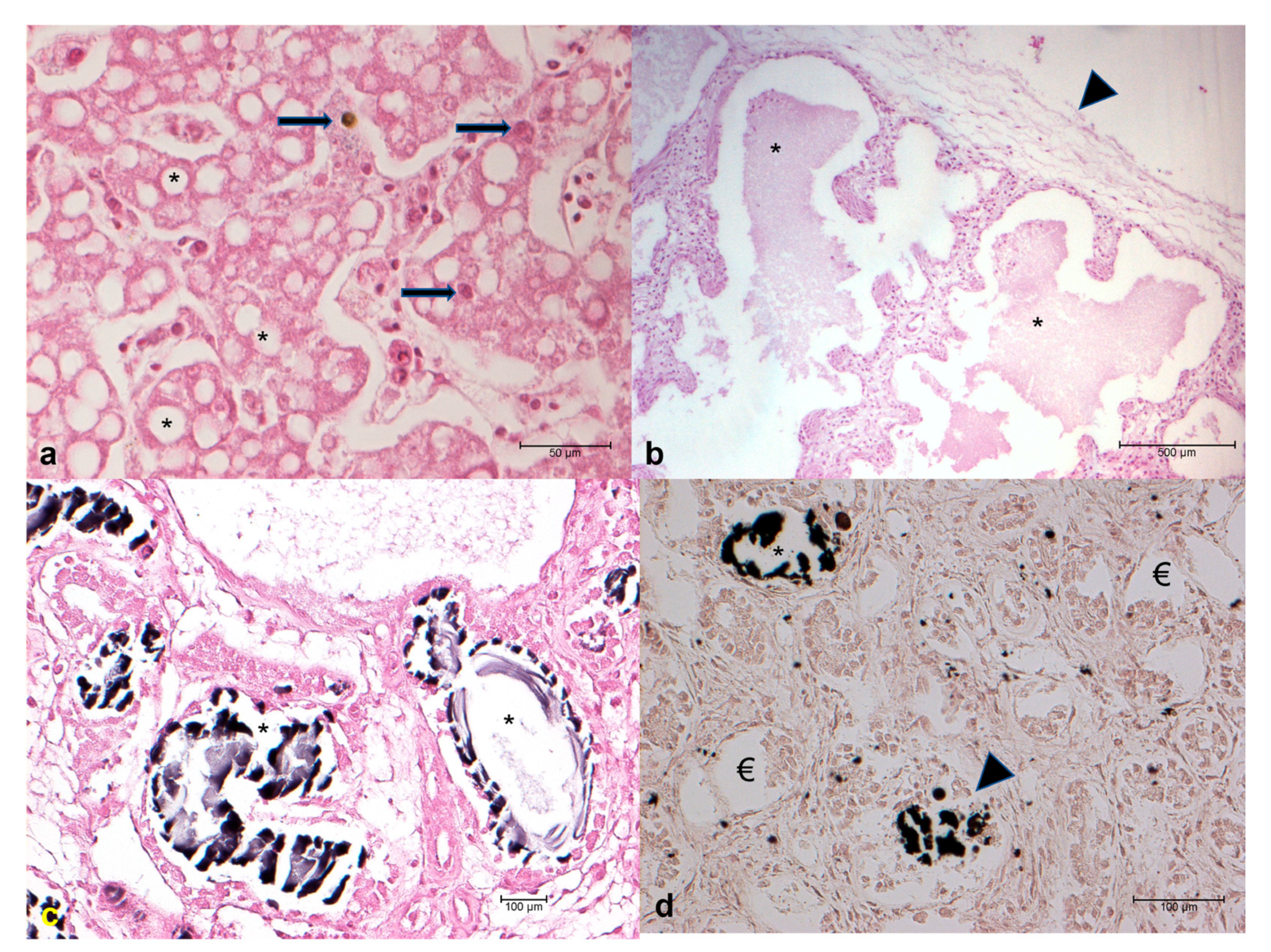 Vetsci 12 00328 g001