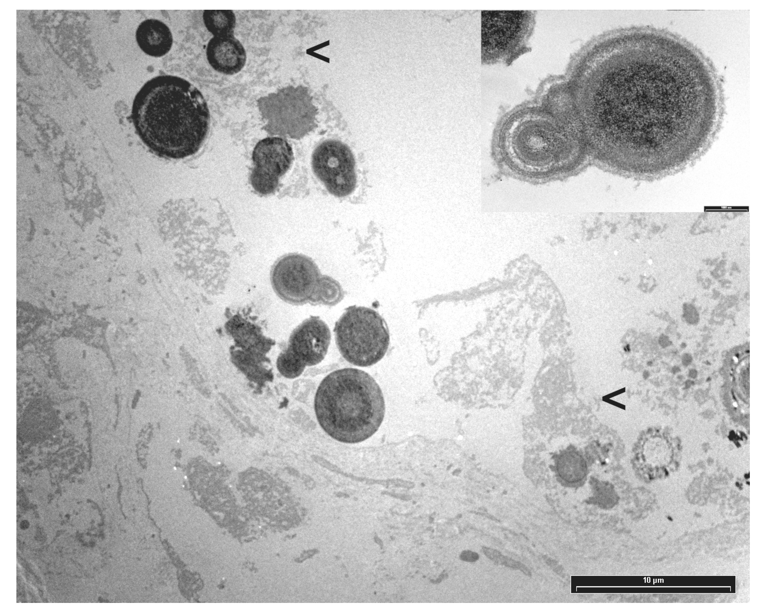 Vetsci 12 00328 g002