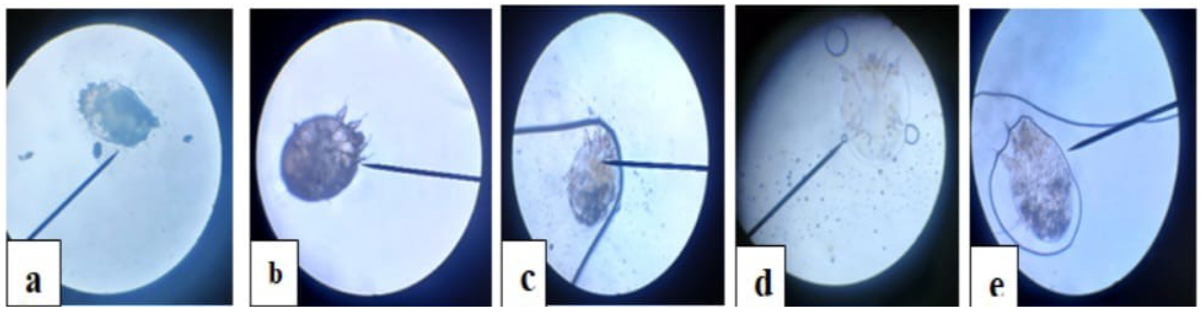 Vetsci 12 00333 g001 Vetsci 12 00333 g001