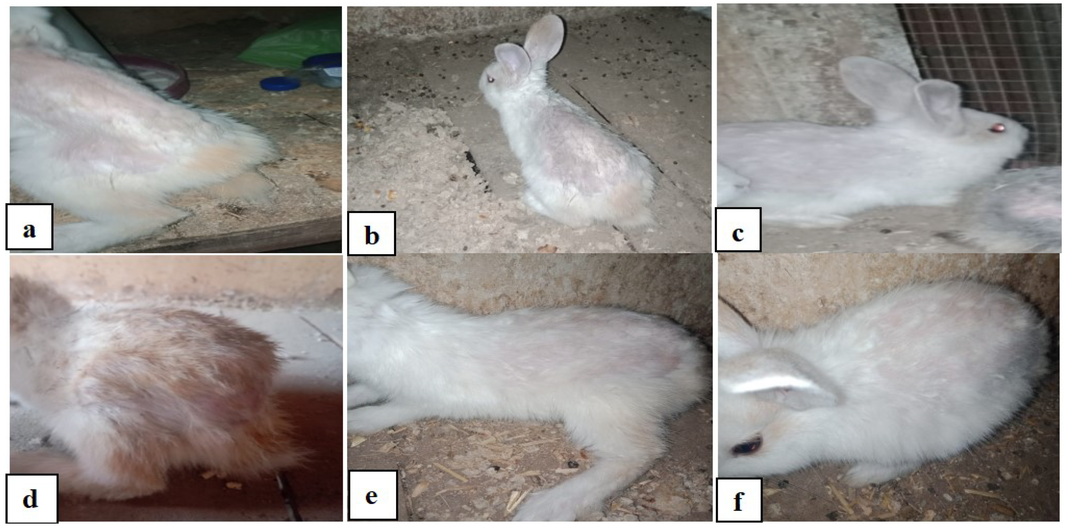 Vetsci 12 00333 g005 Vetsci 12 00333 g005