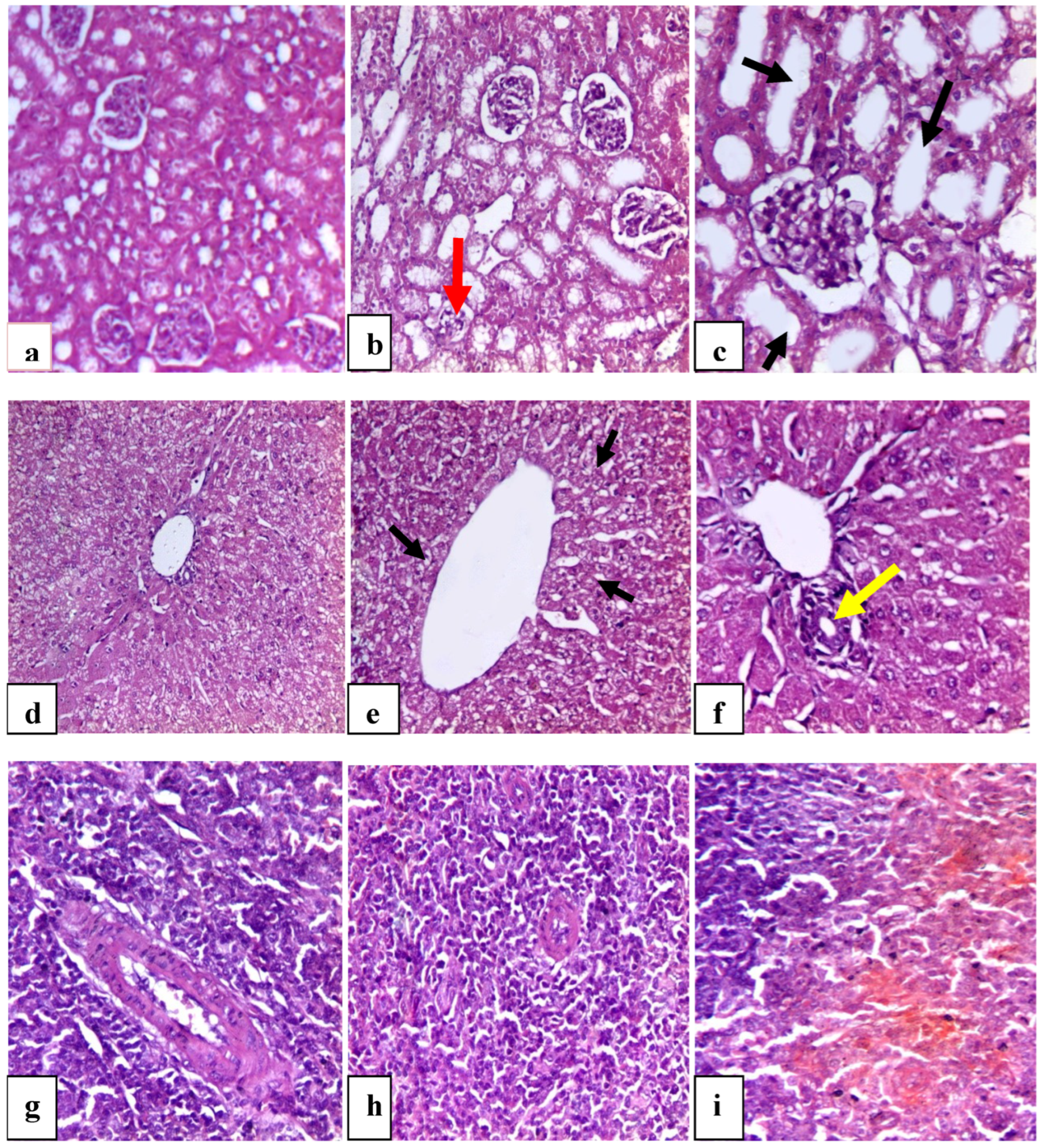 Vetsci 12 00333 g006 Vetsci 12 00333 g006