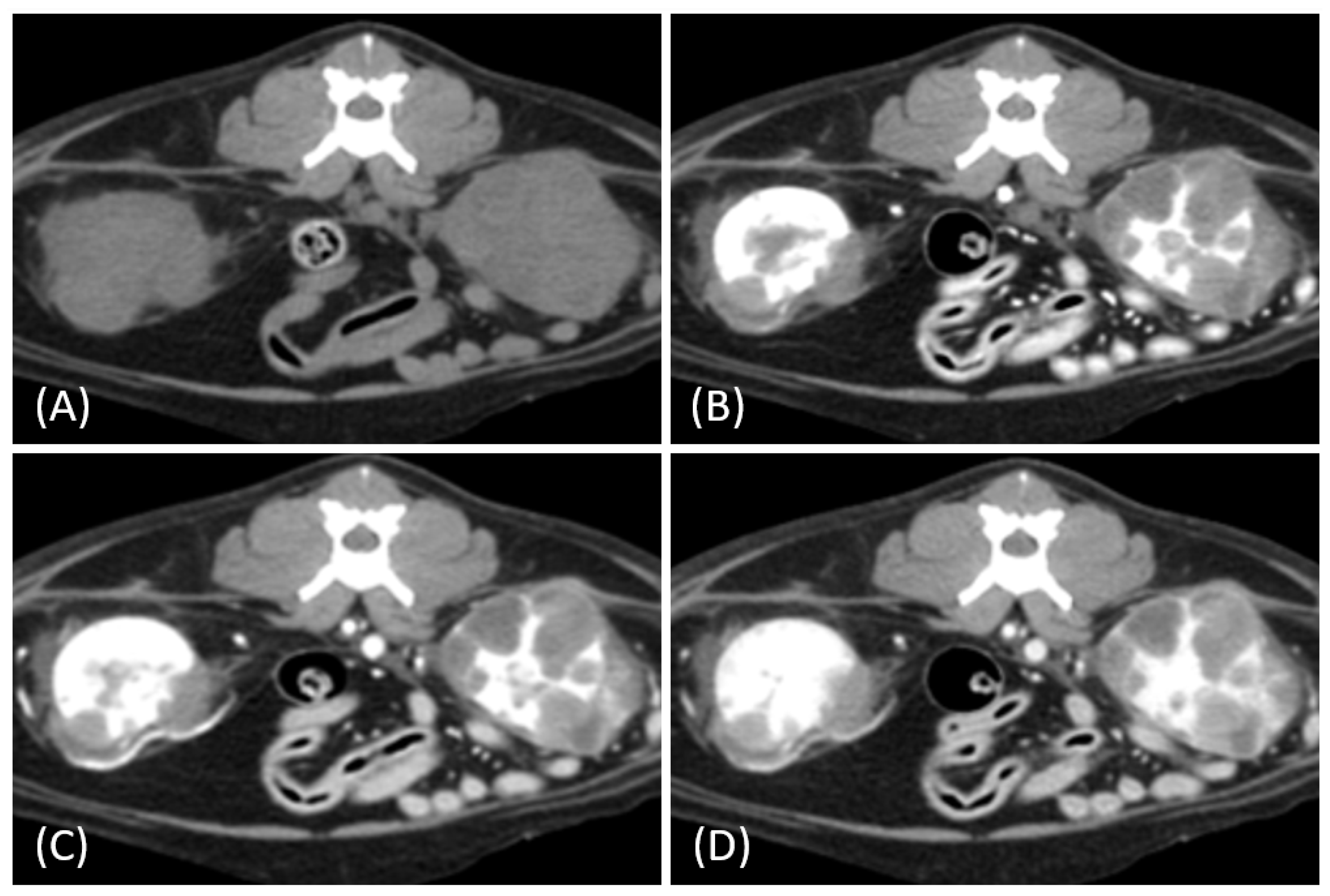 Vetsci 12 00360 g004