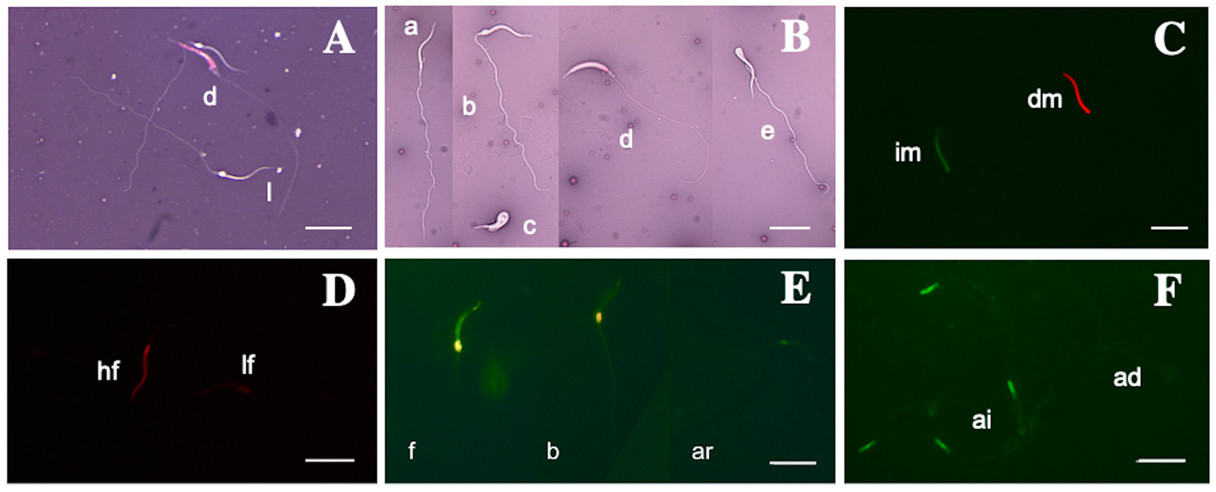 Vetsci 12 00363 g001