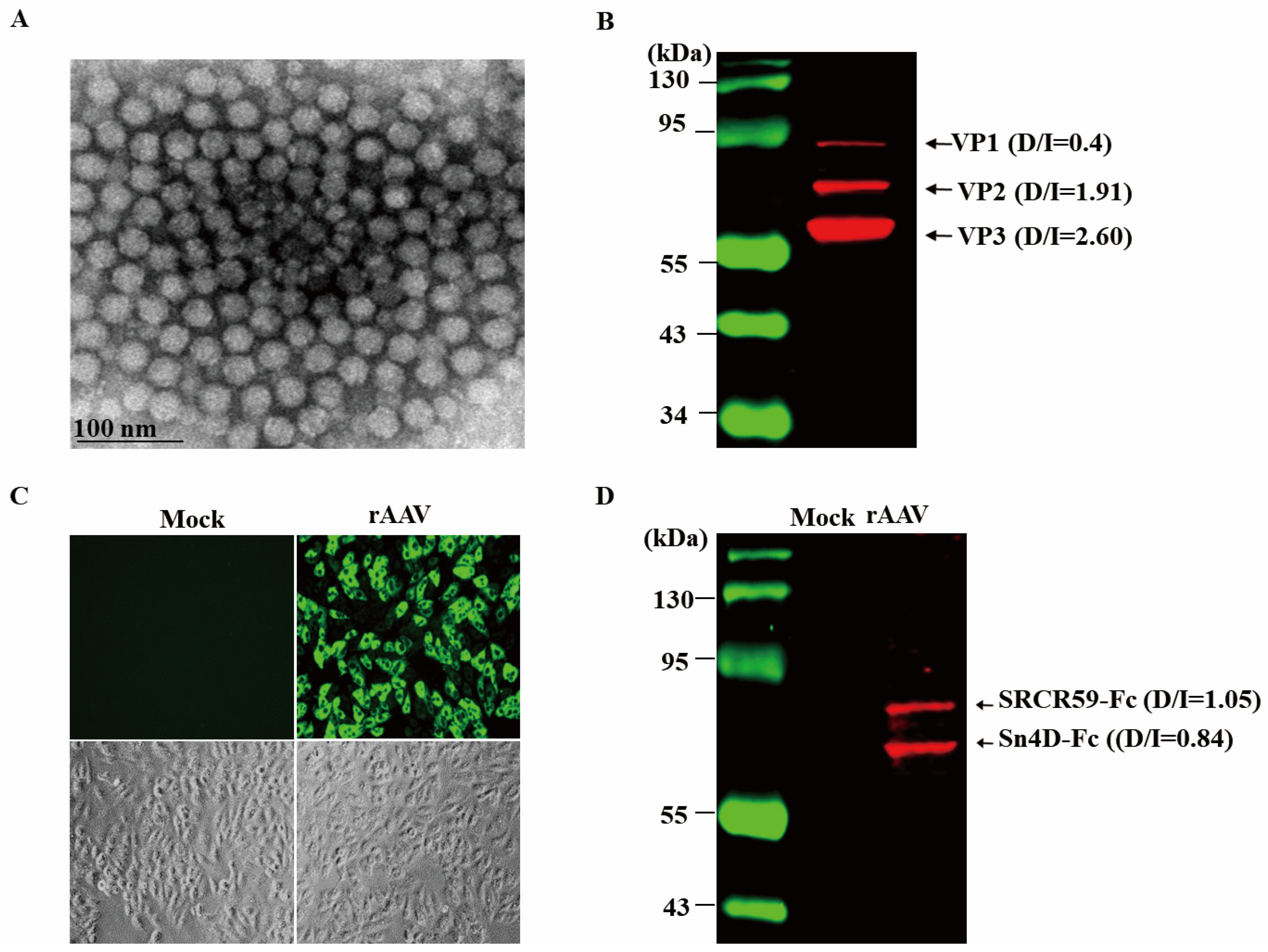 Vetsci 12 00366 g004