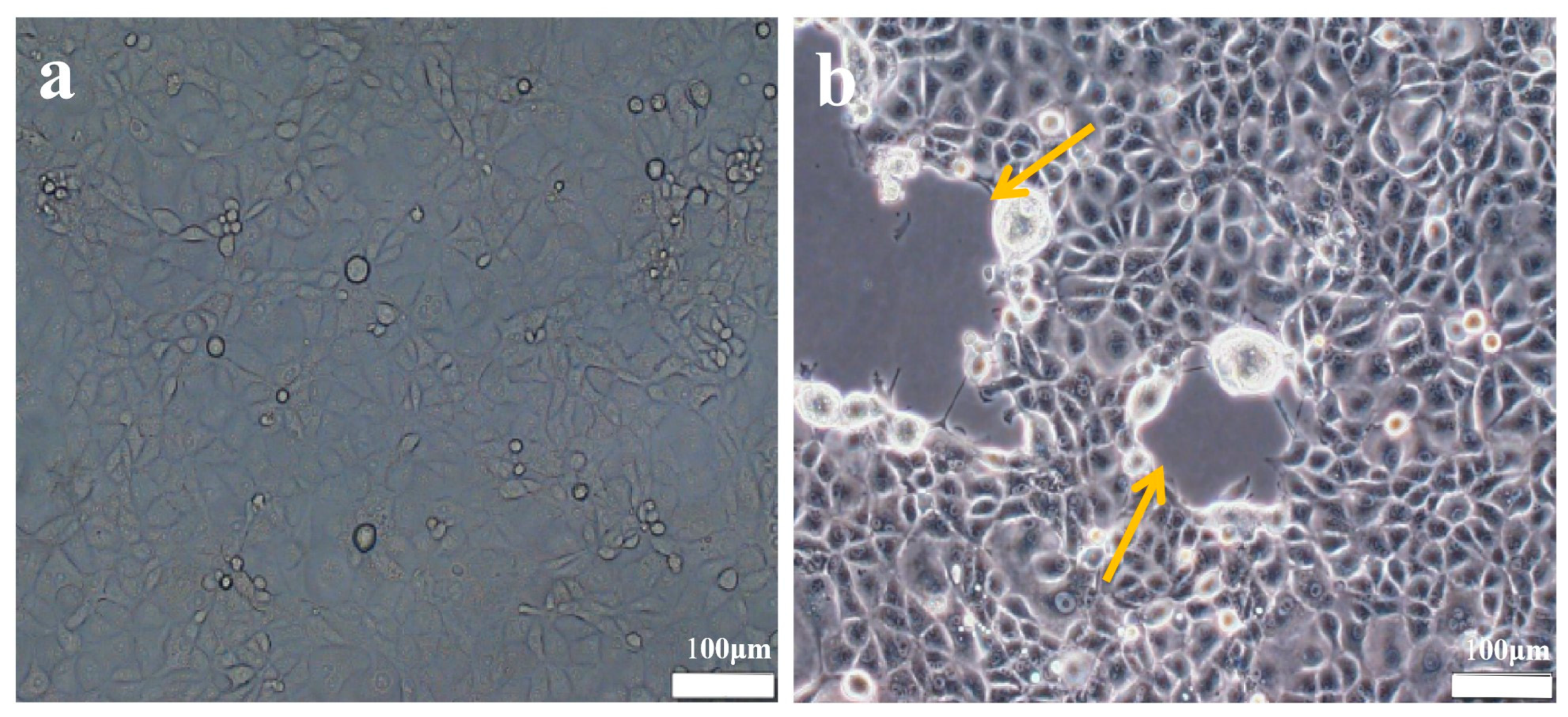 Vetsci 12 00367 g001