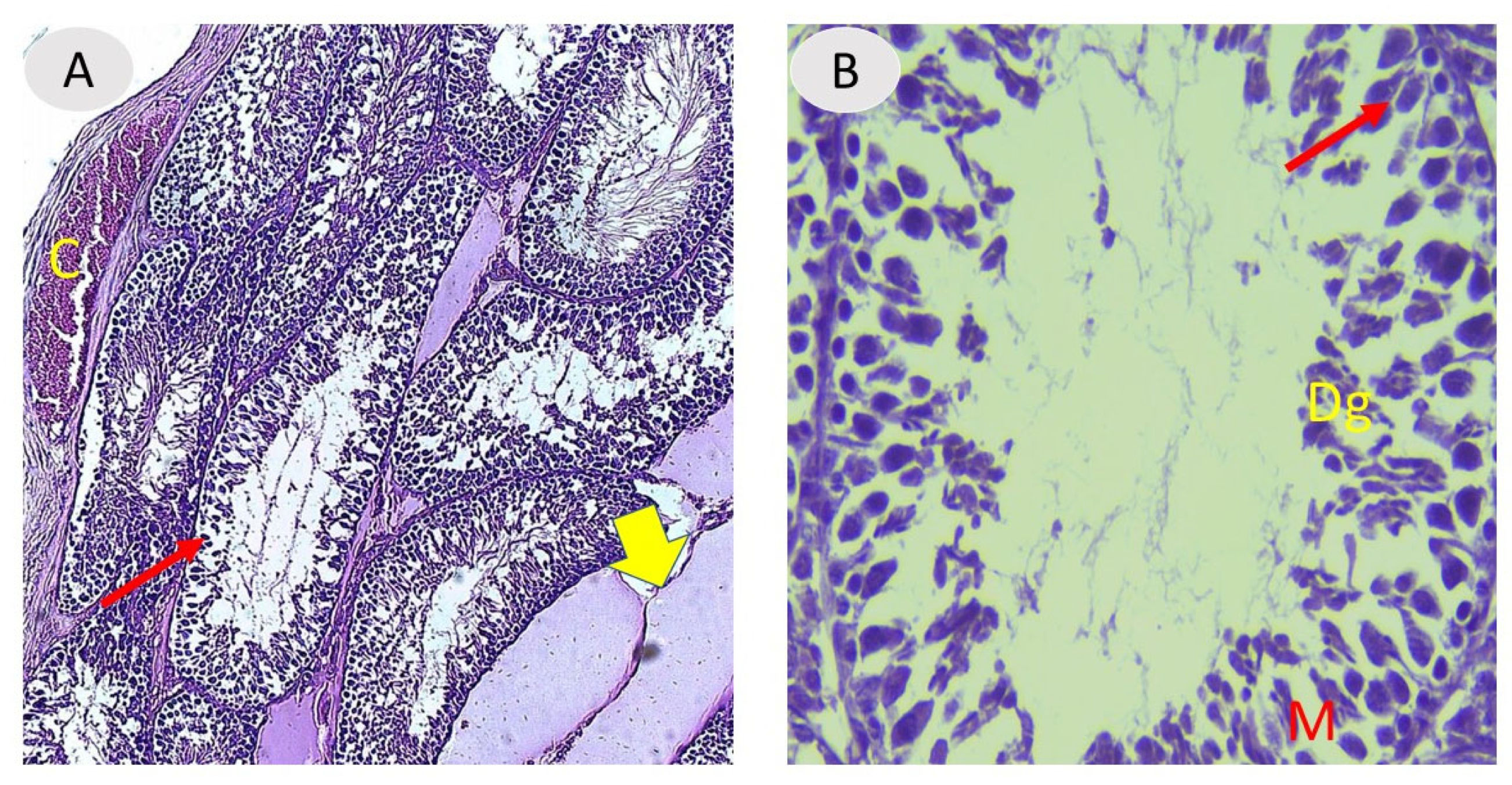 Vetsci 12 00371 g002