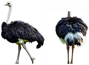 Vetsci 12 00380 i004