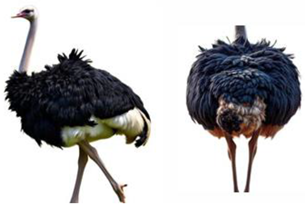 Vetsci 12 00380 i005