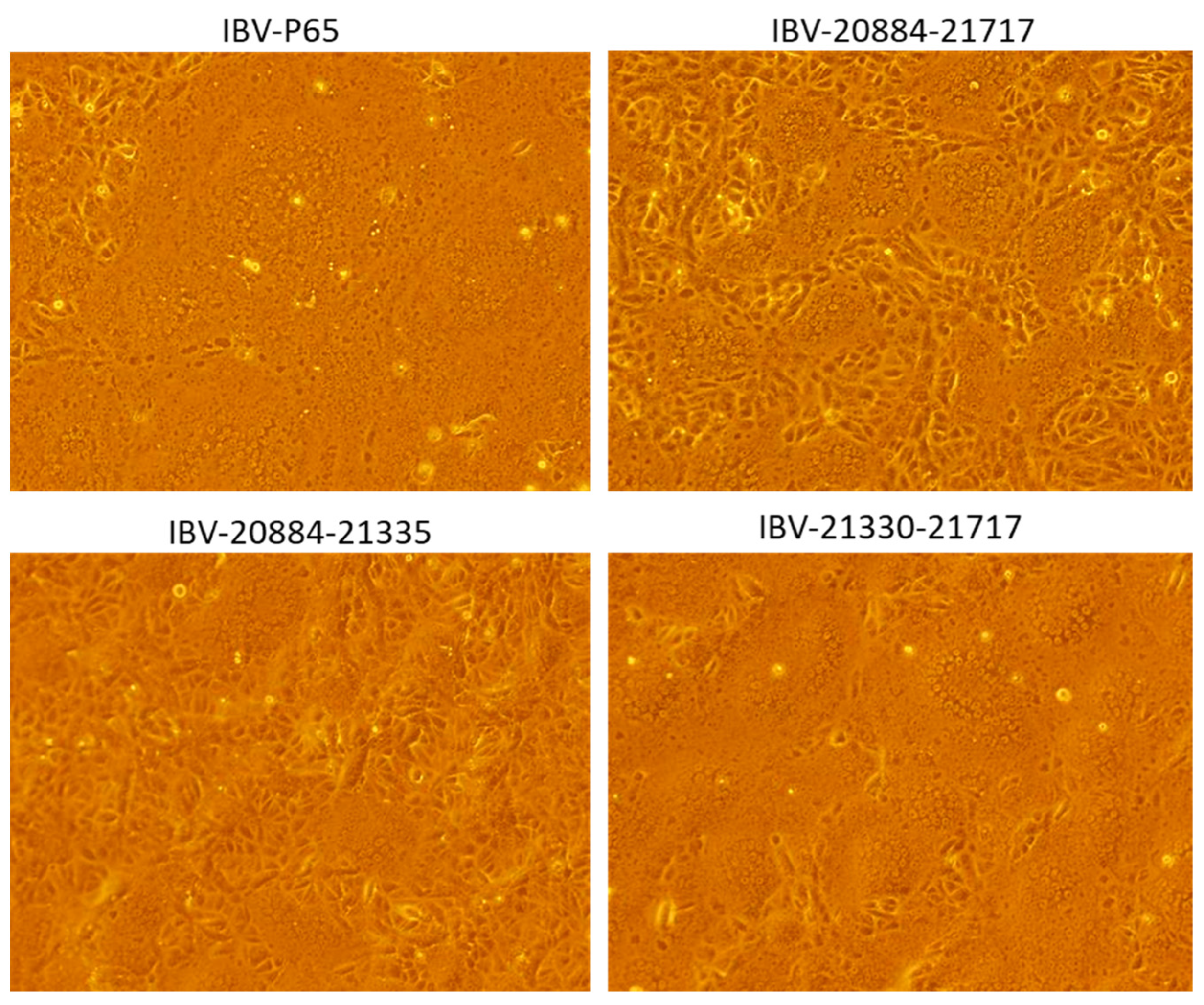 Vetsci 12 00394 g005