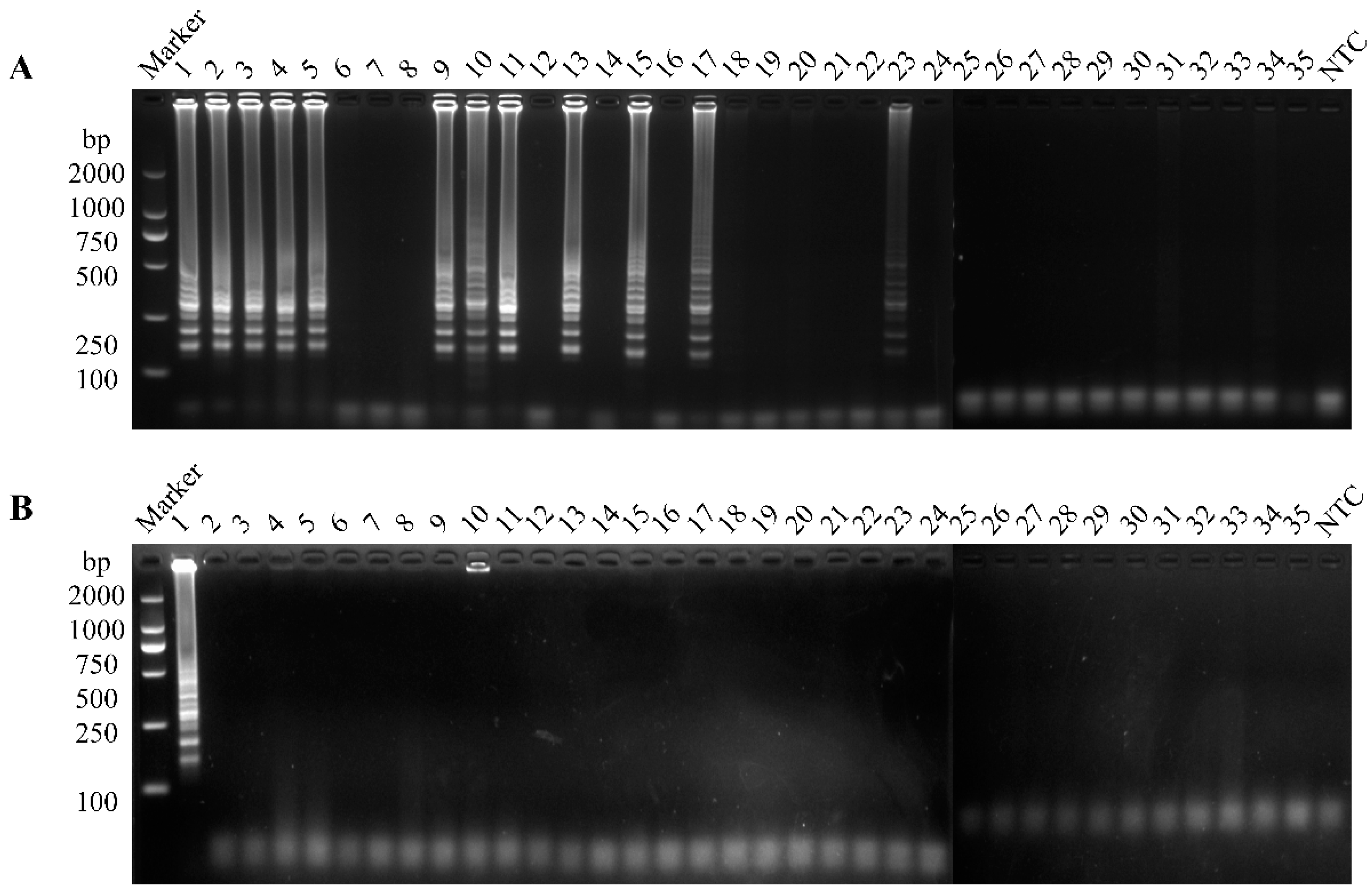 Vetsci 12 00399 g006 Vetsci 12 00399 g006