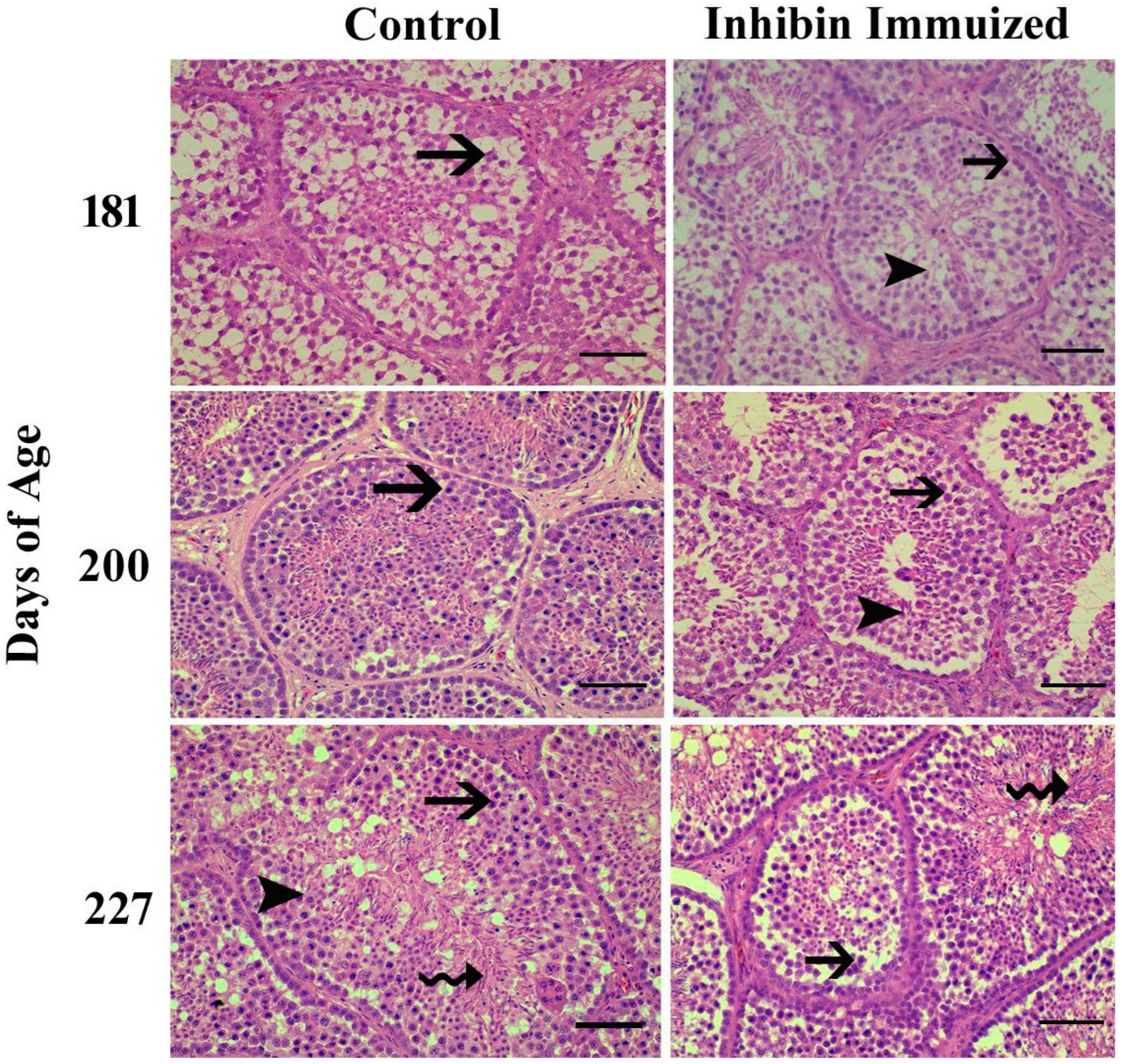 Vetsci 12 00413 g003 Vetsci 12 00413 g003