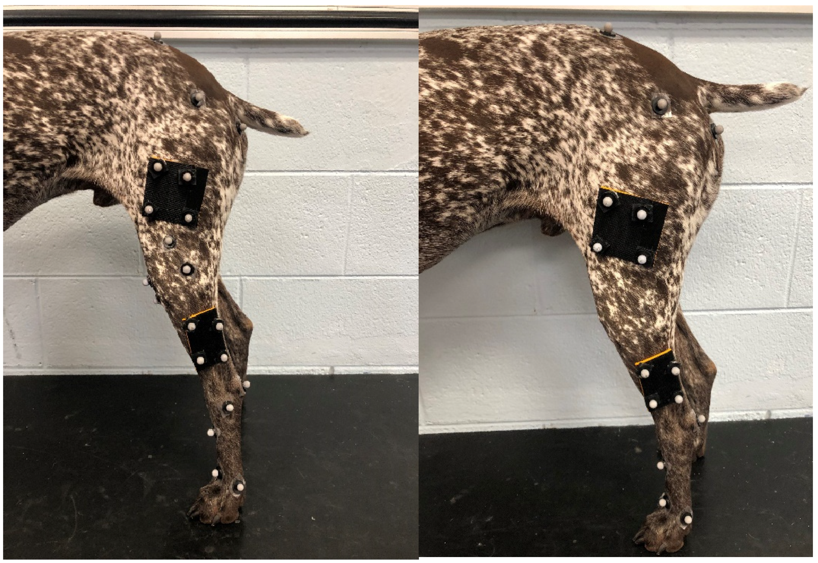 Vetsci 12 00439 g001