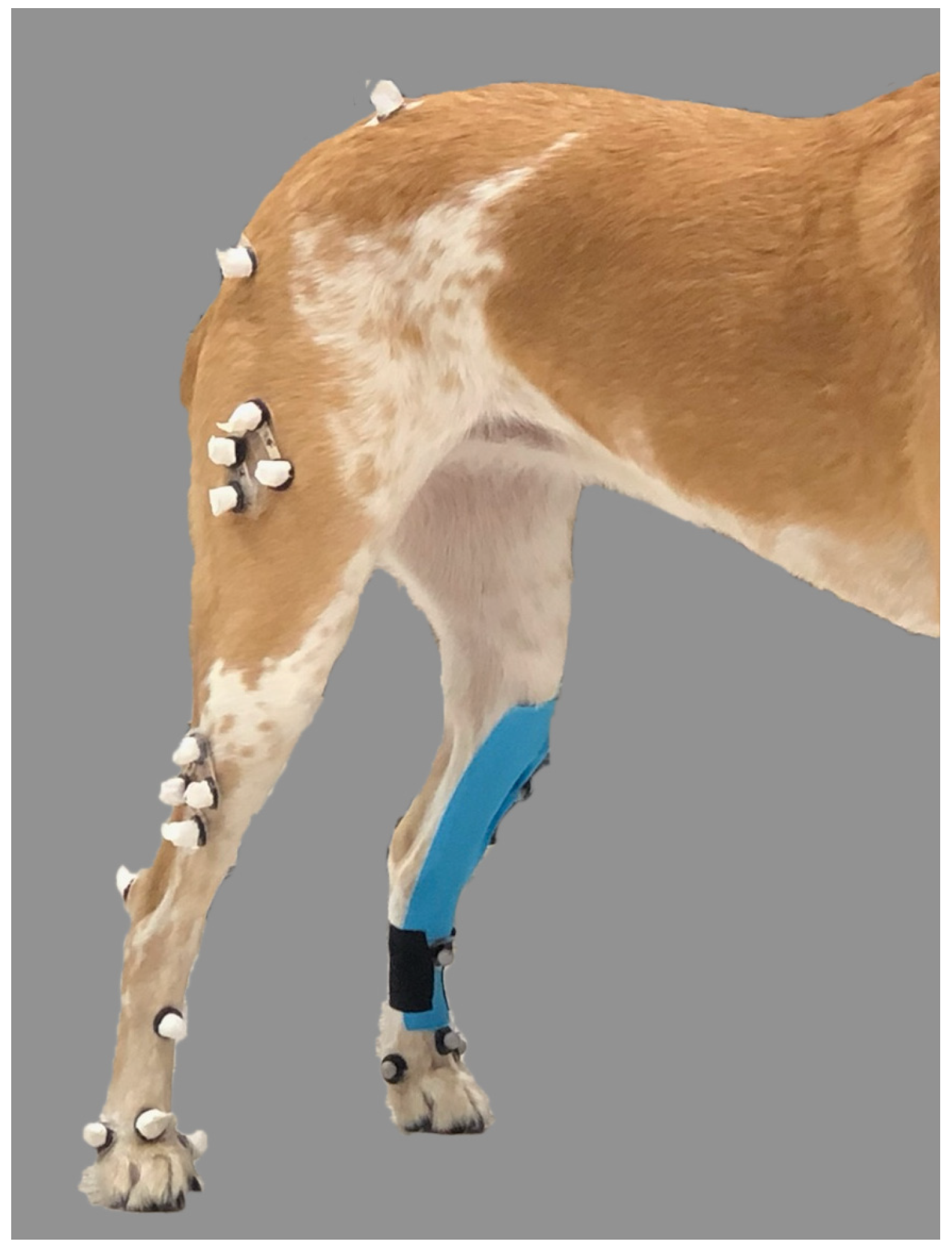 Vetsci 12 00439 g003