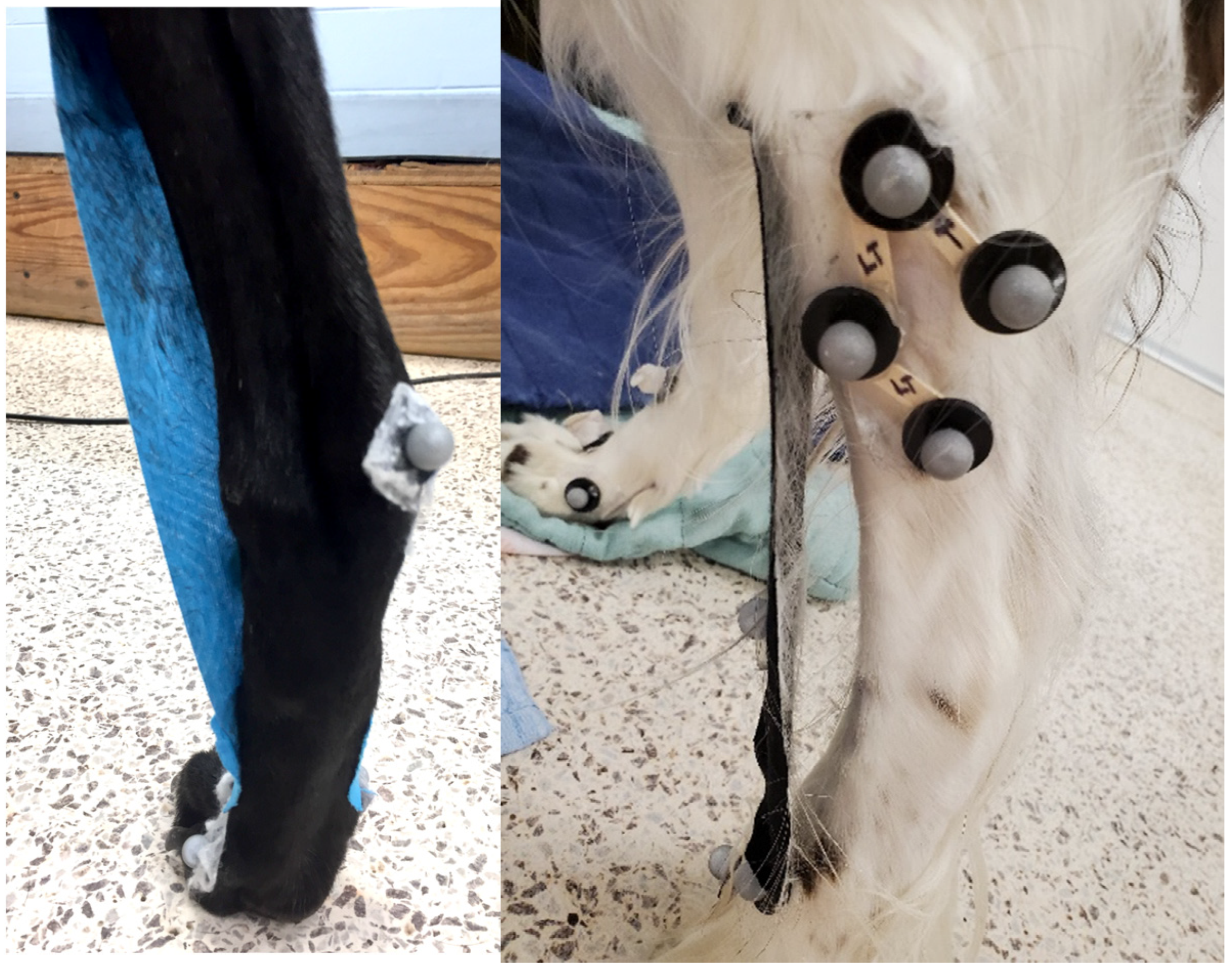 Vetsci 12 00439 g004