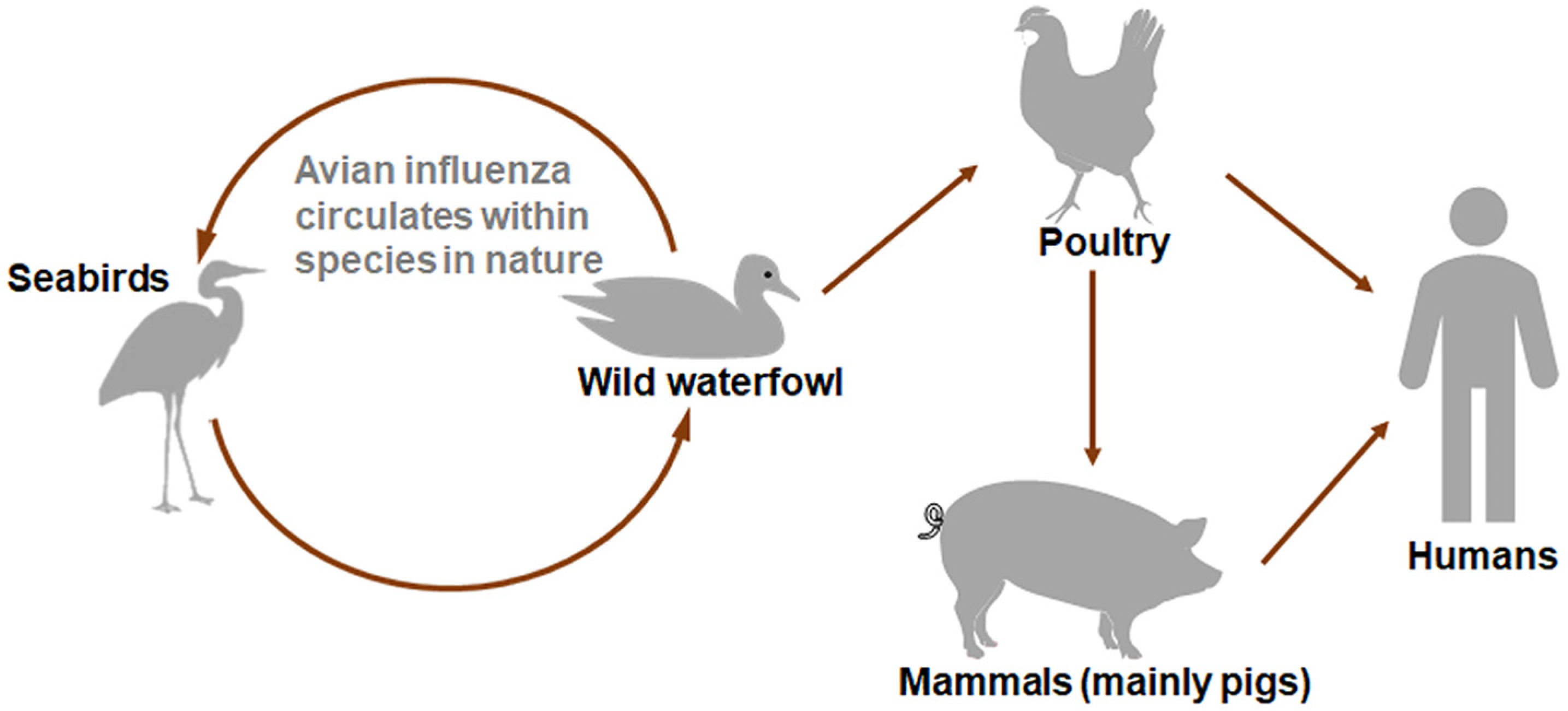 Vetsci 12 00447 g001 Vetsci 12 00447 g001