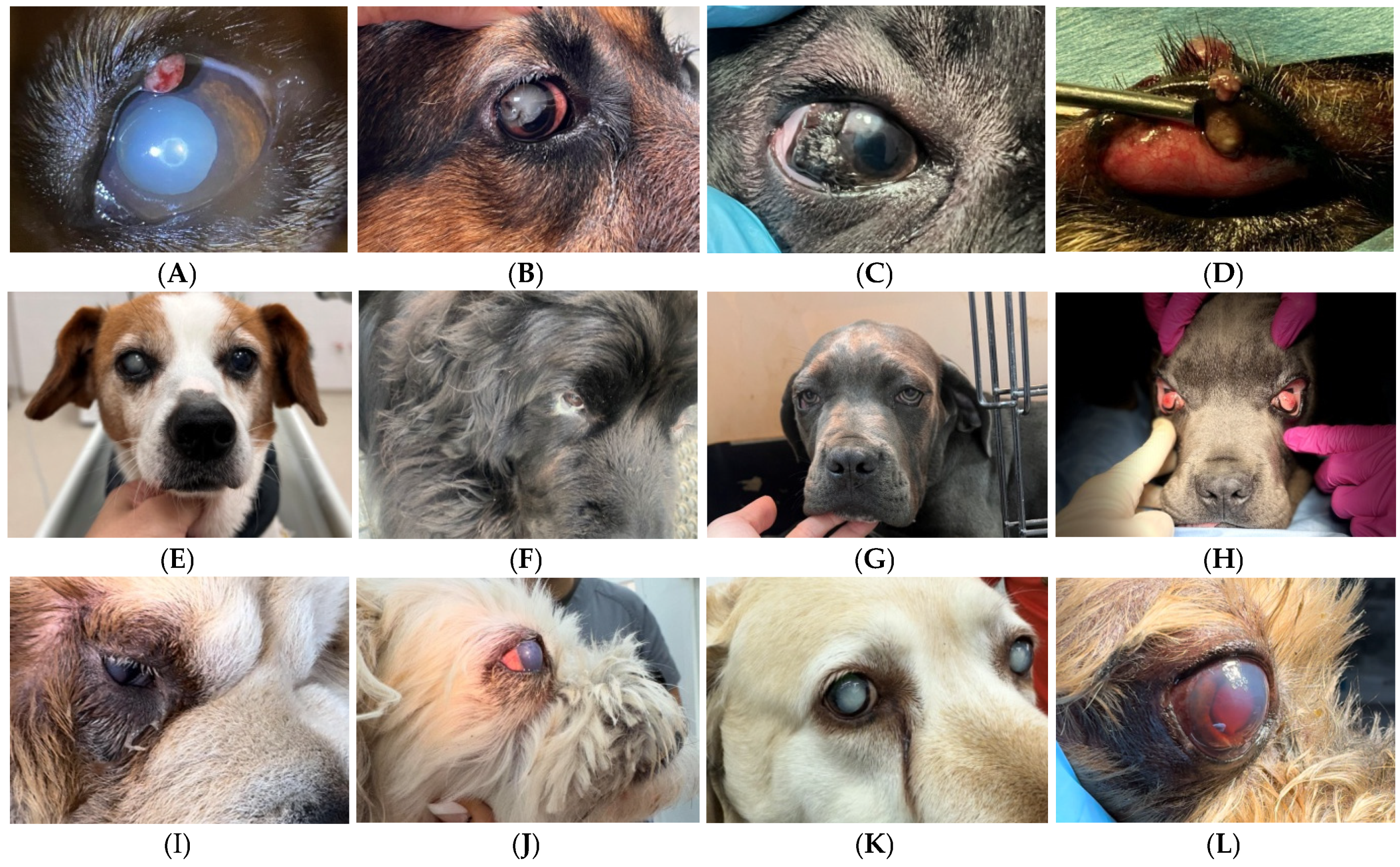 Vetsci 12 00480 g002 Vetsci 12 00480 g002