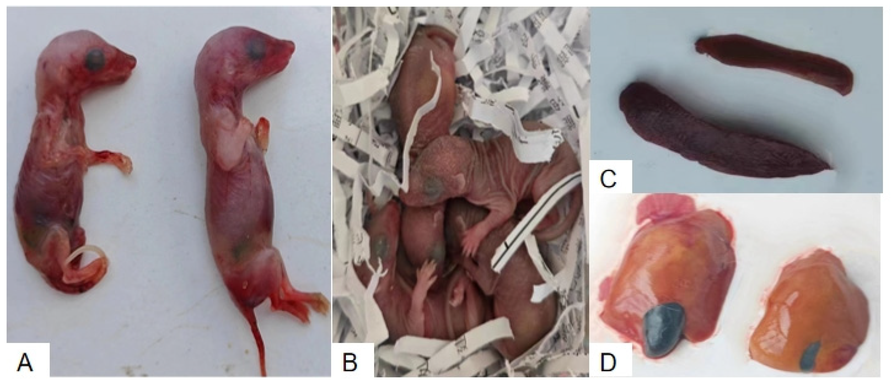 Vetsci 12 00483 g001