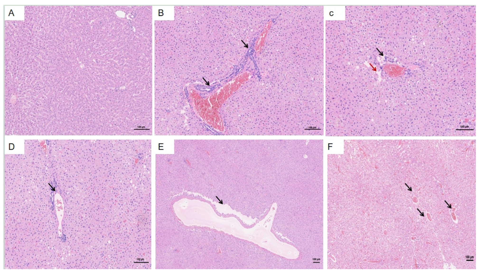 Vetsci 12 00483 g006