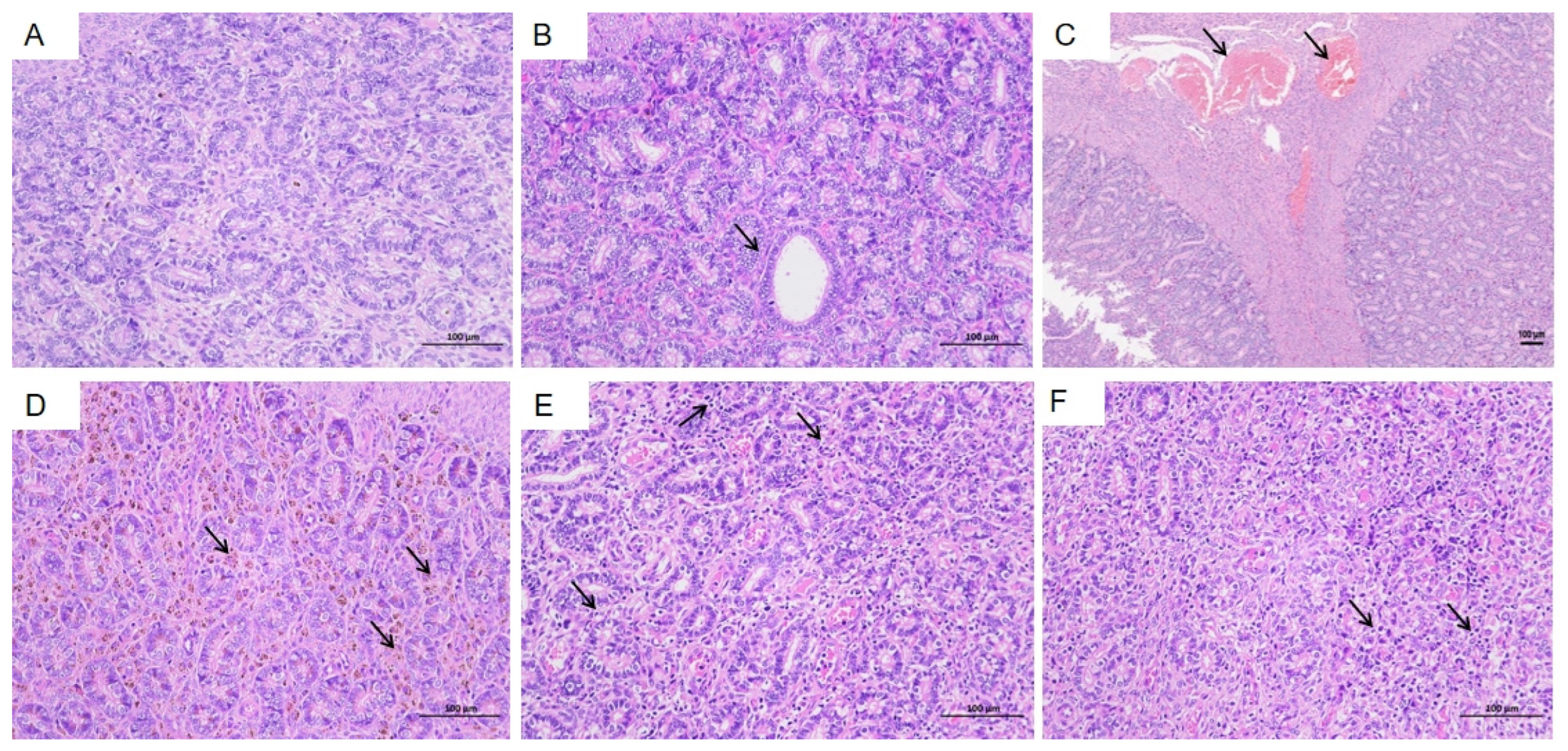 Vetsci 12 00483 g007
