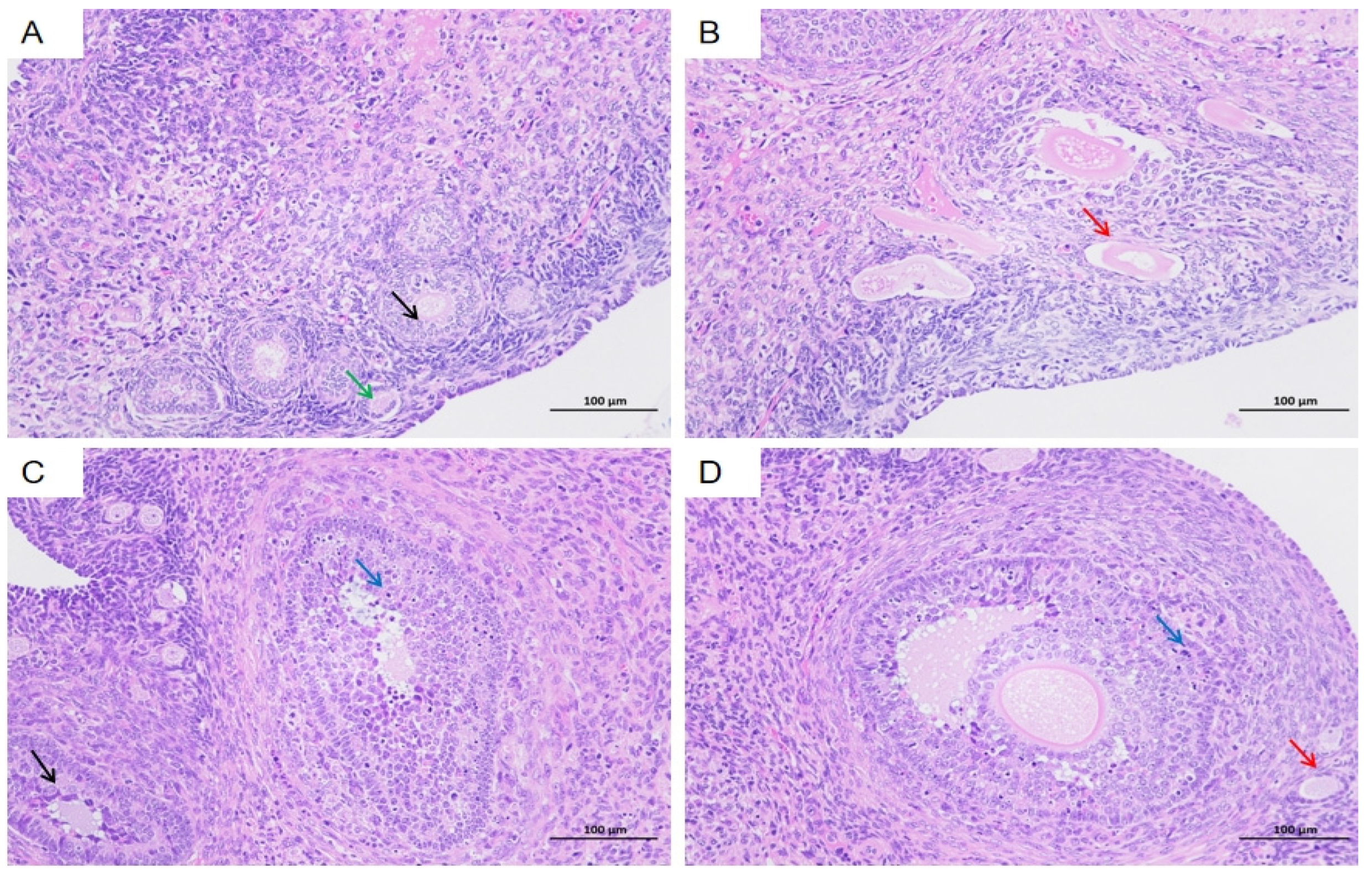 Vetsci 12 00483 g008