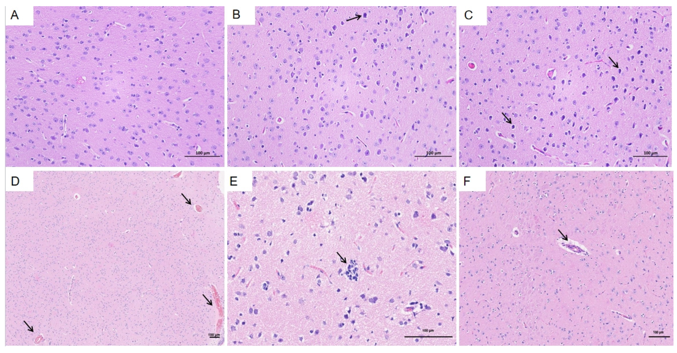 Vetsci 12 00483 g009