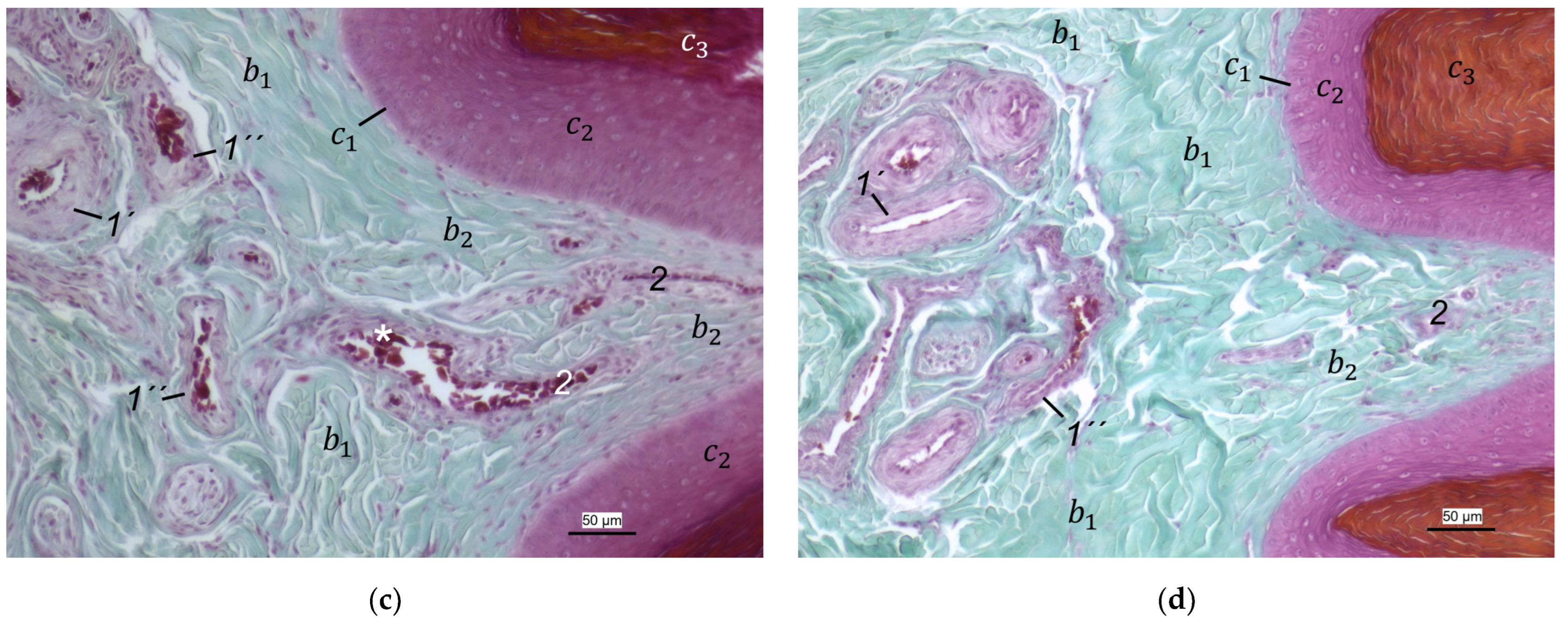 Vetsci 12 00498 g007b Vetsci 12 00498 g007b