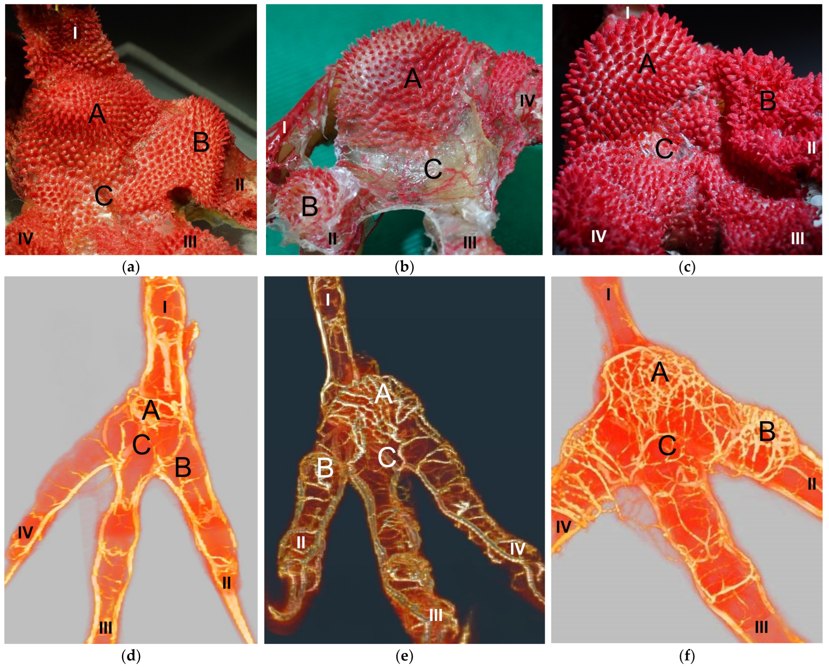 Vetsci 12 00498 g010 Vetsci 12 00498 g010