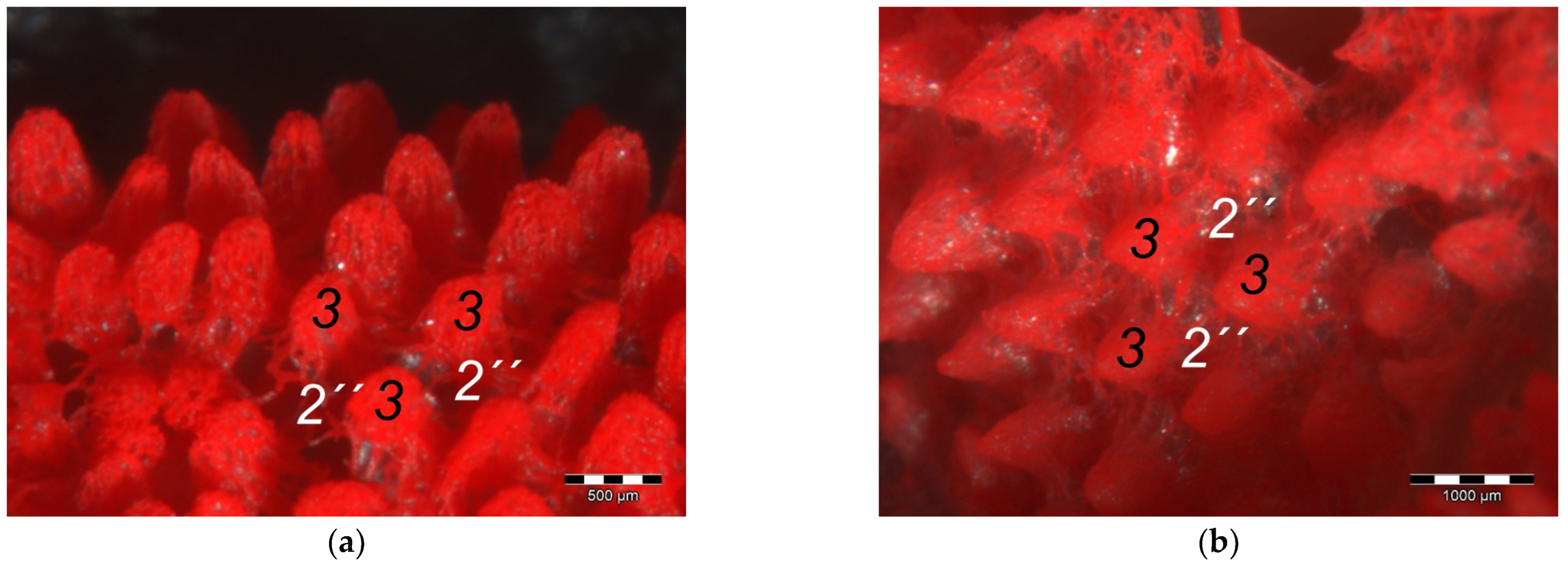 Vetsci 12 00498 g011 Vetsci 12 00498 g011
