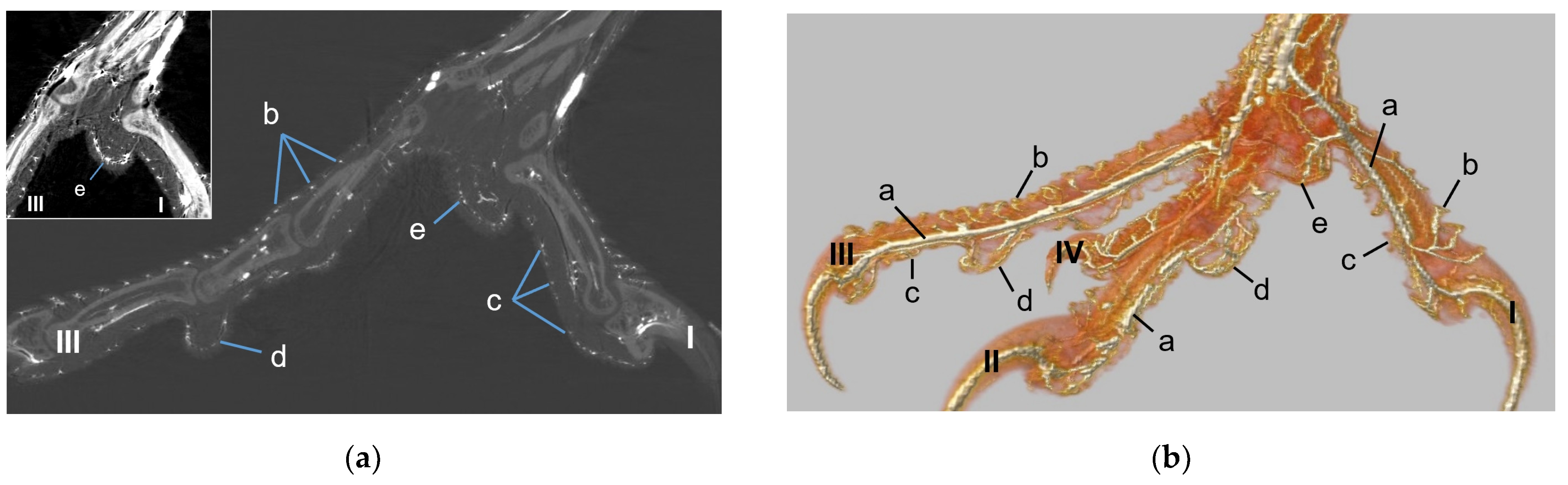 Vetsci 12 00498 g013a Vetsci 12 00498 g013a