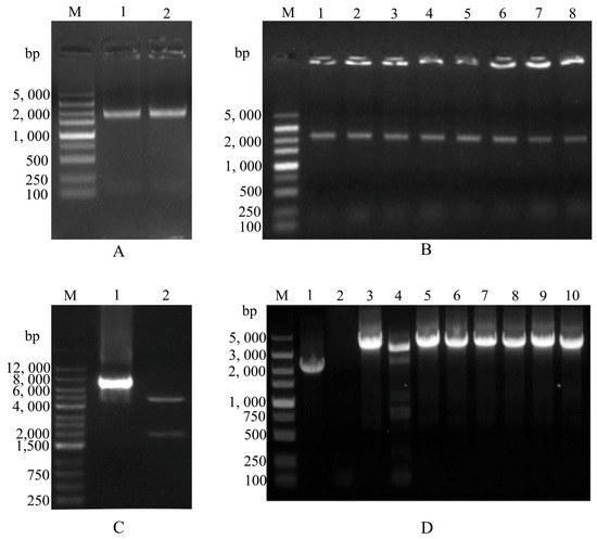 Vetsci 12 00503 g001