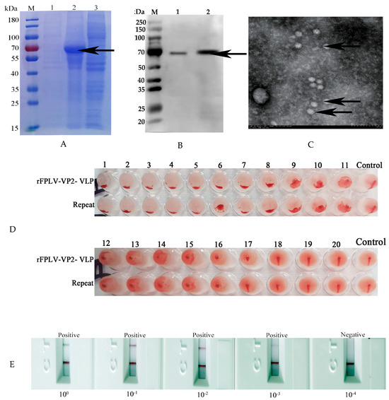 Vetsci 12 00503 g002