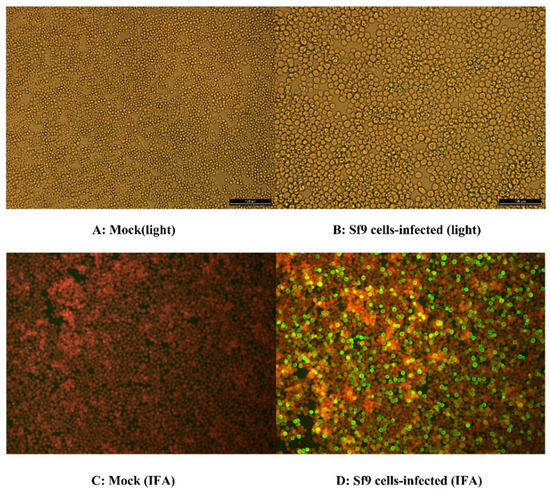 Vetsci 12 00503 g003