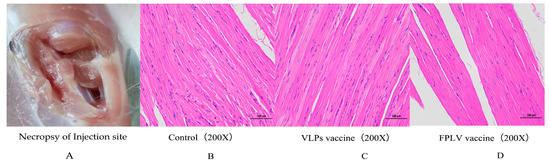 Vetsci 12 00503 g006