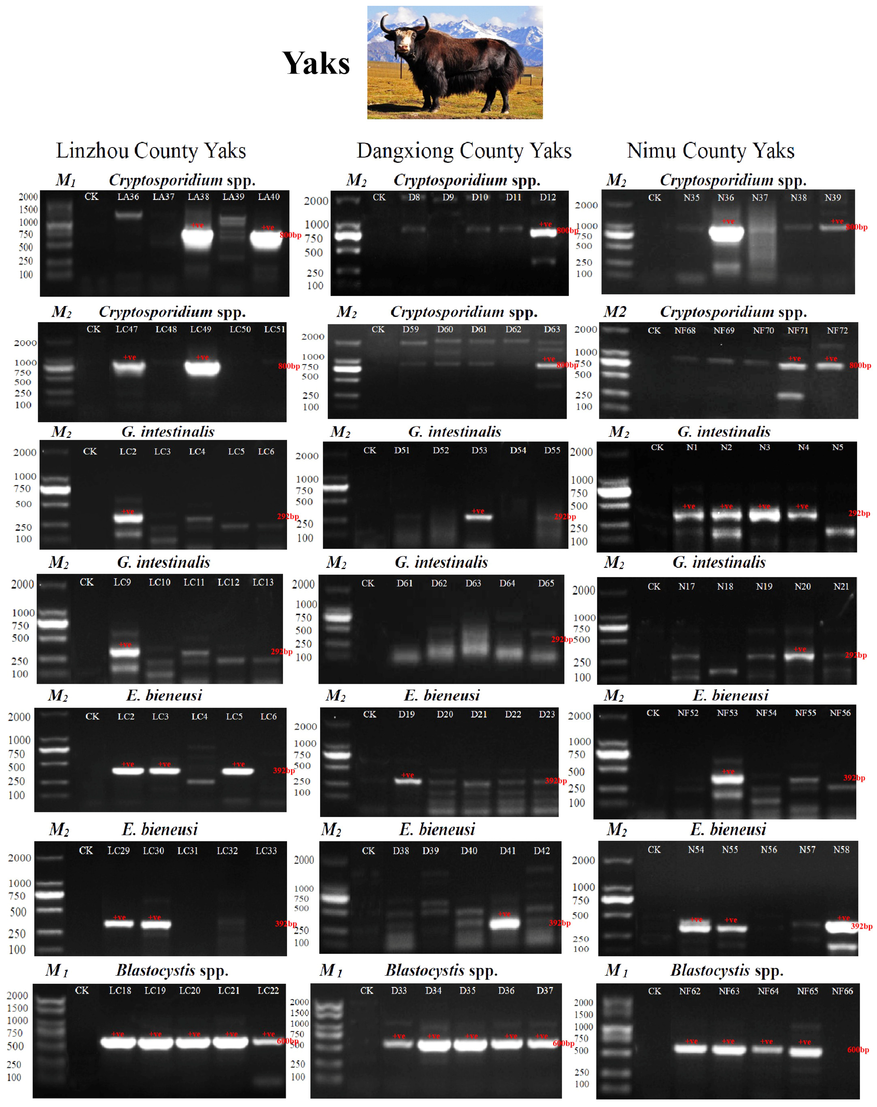 Vetsci 12 00504 g002