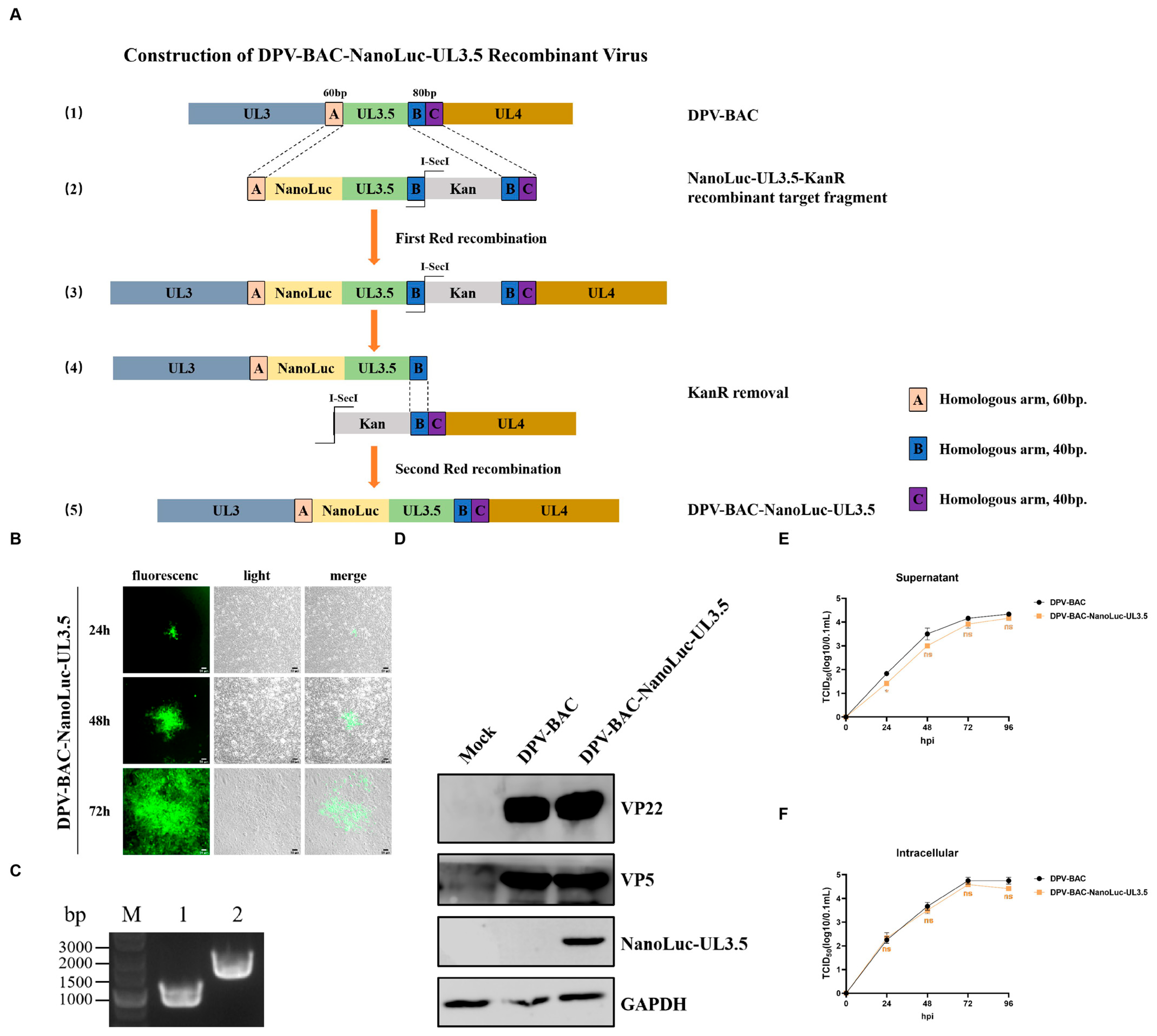 Vetsci 12 00510 g002