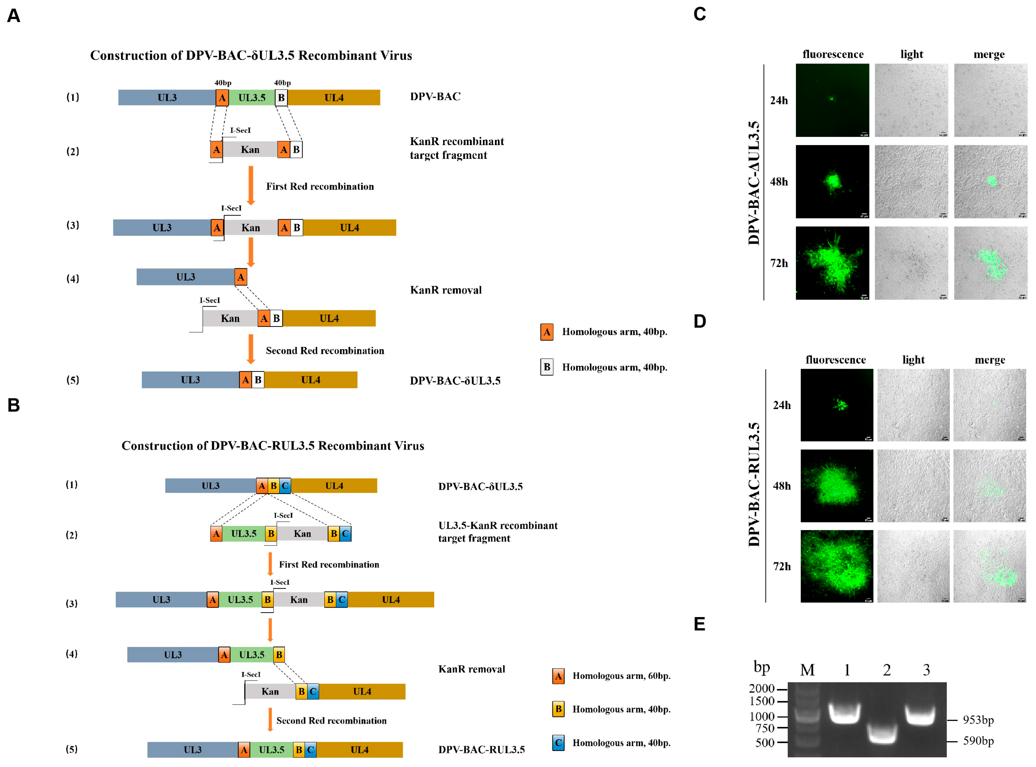 Vetsci 12 00510 g004