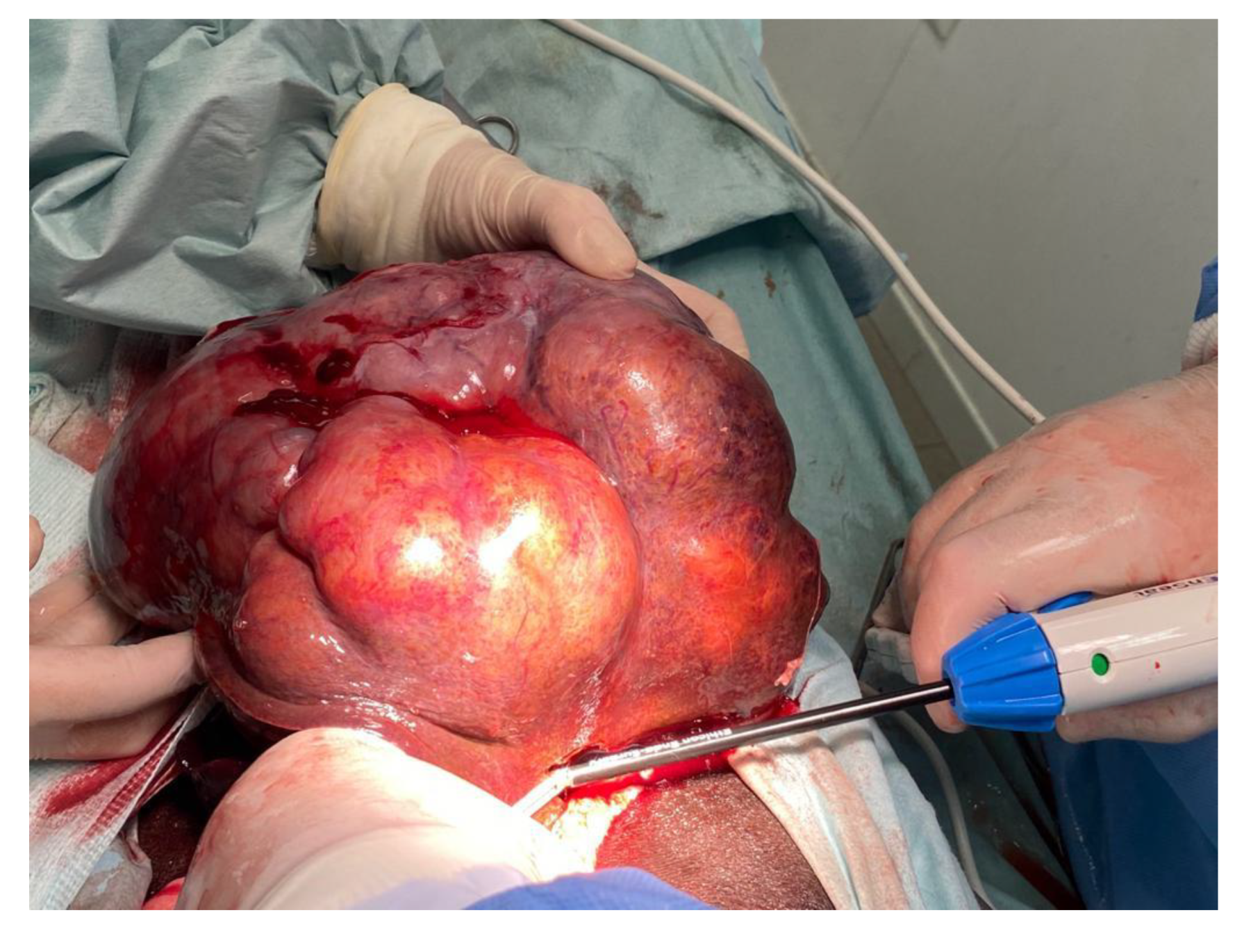 Vetsci 12 00521 g001 Vetsci 12 00521 g001