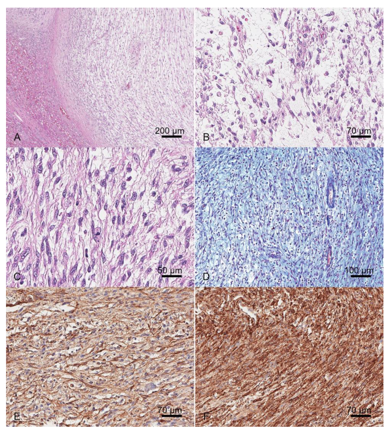 Vetsci 12 00521 g002 Vetsci 12 00521 g002