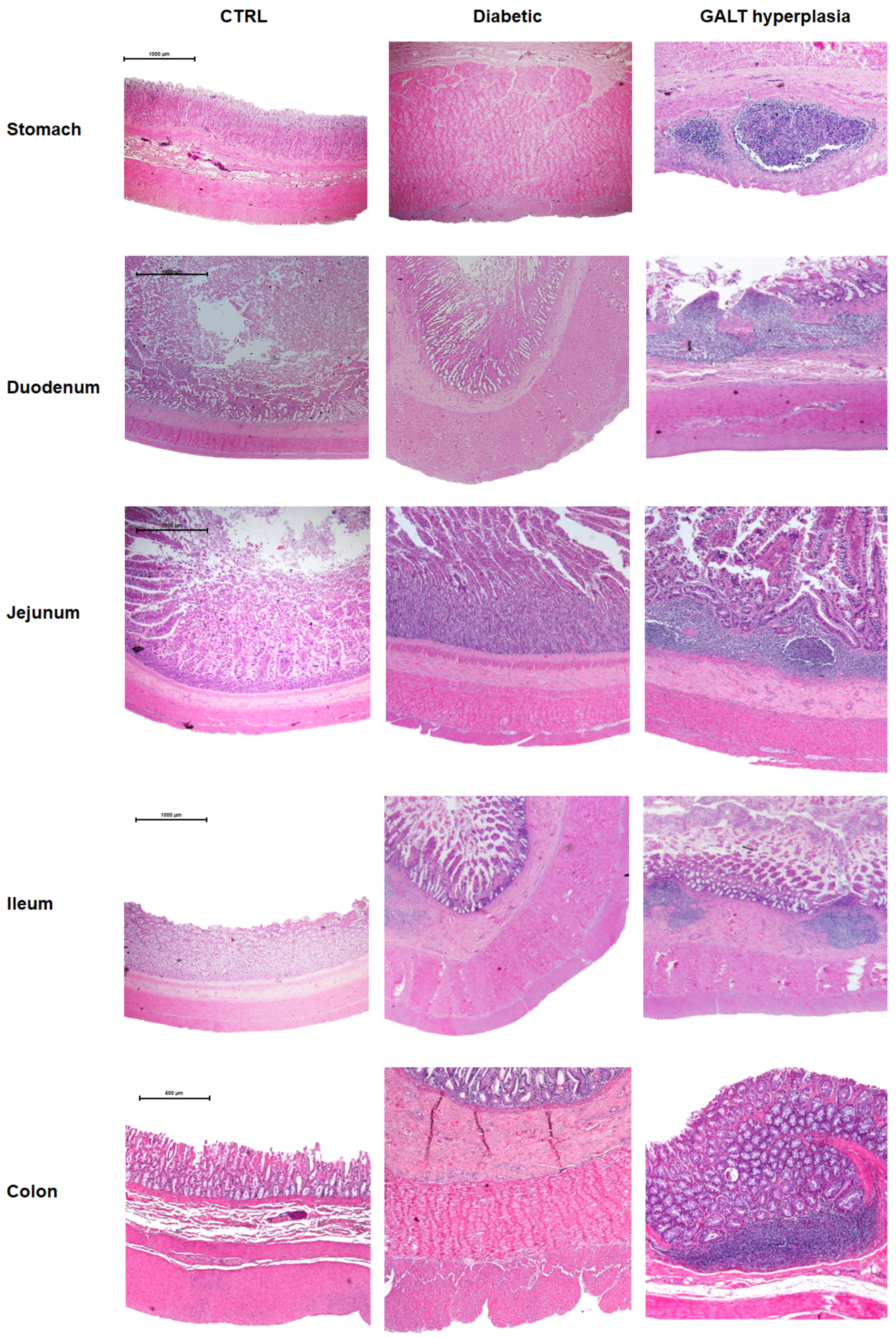 Vetsci 12 00529 g006