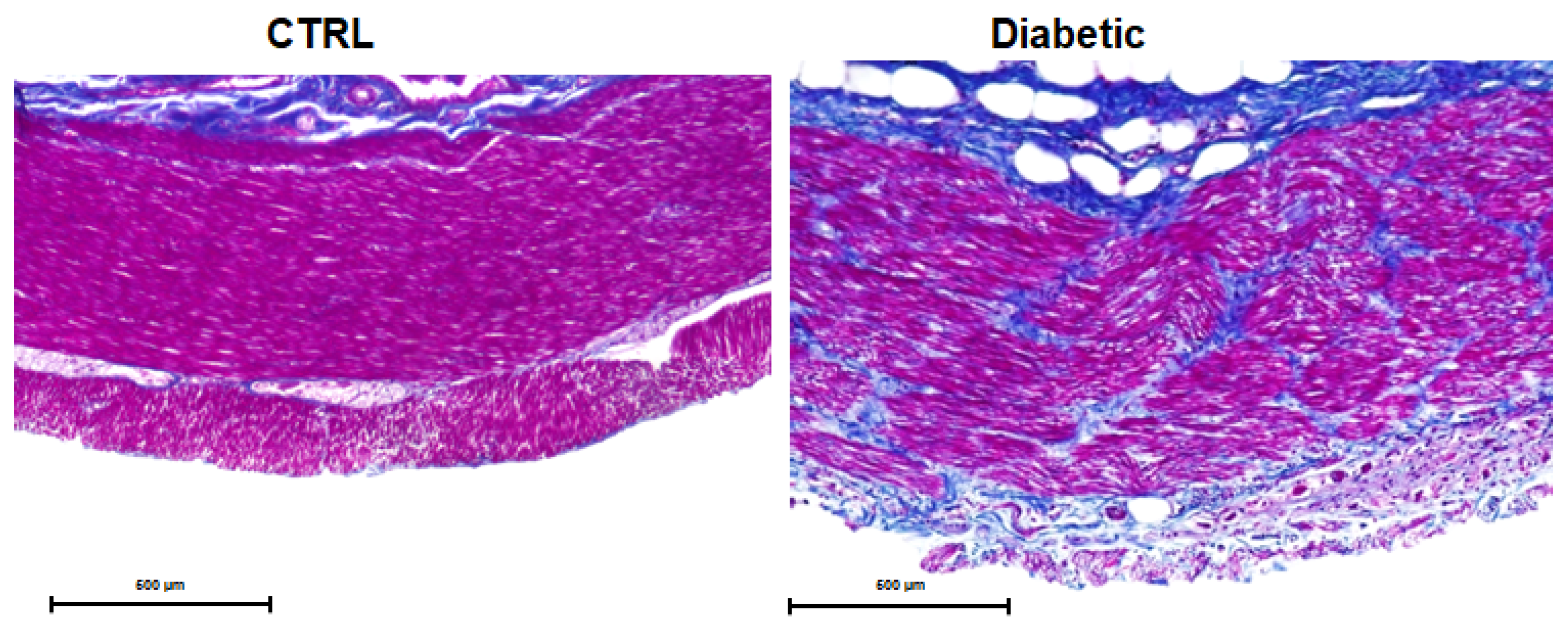 Vetsci 12 00529 g008