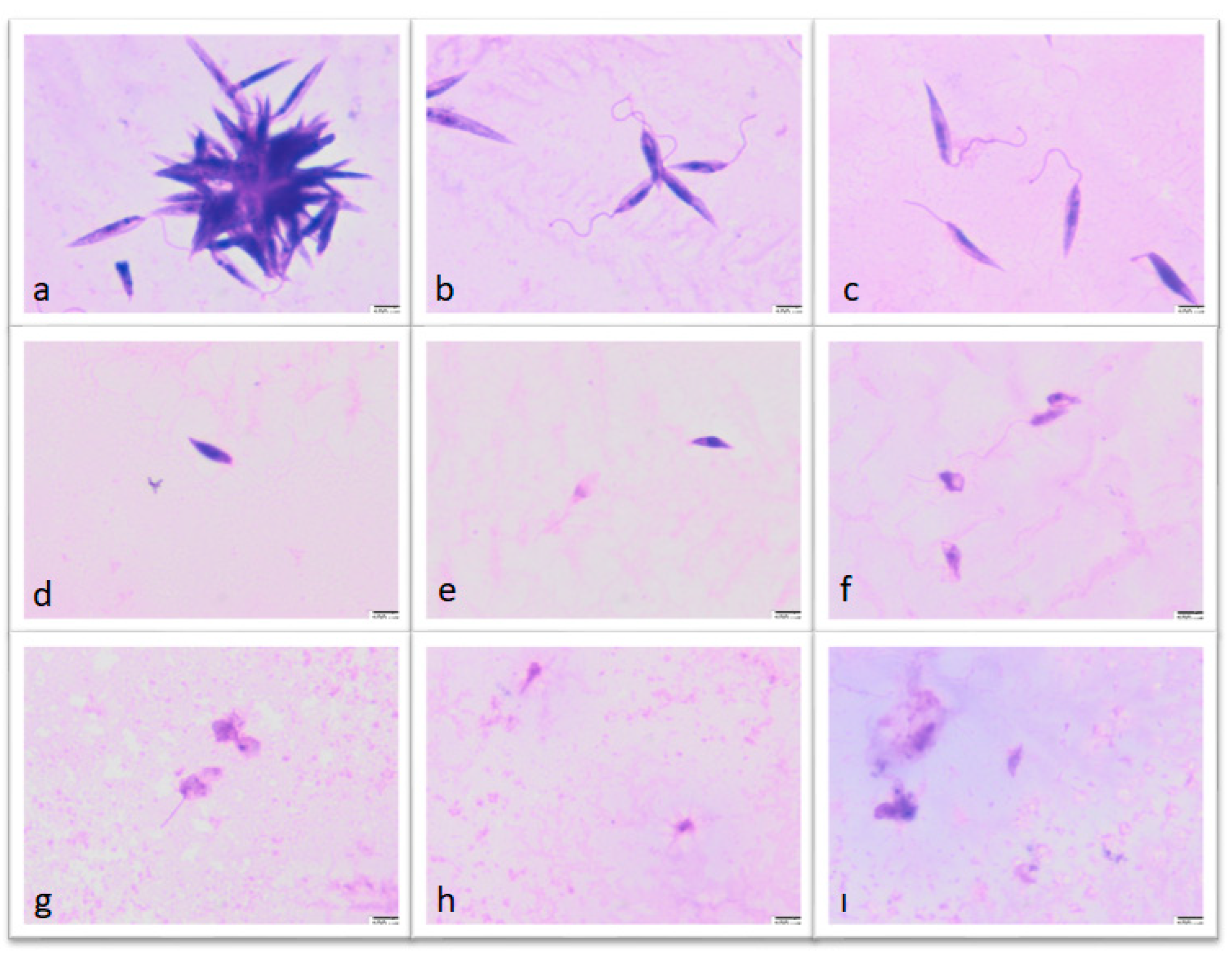 Vetsci 12 00550 g003
