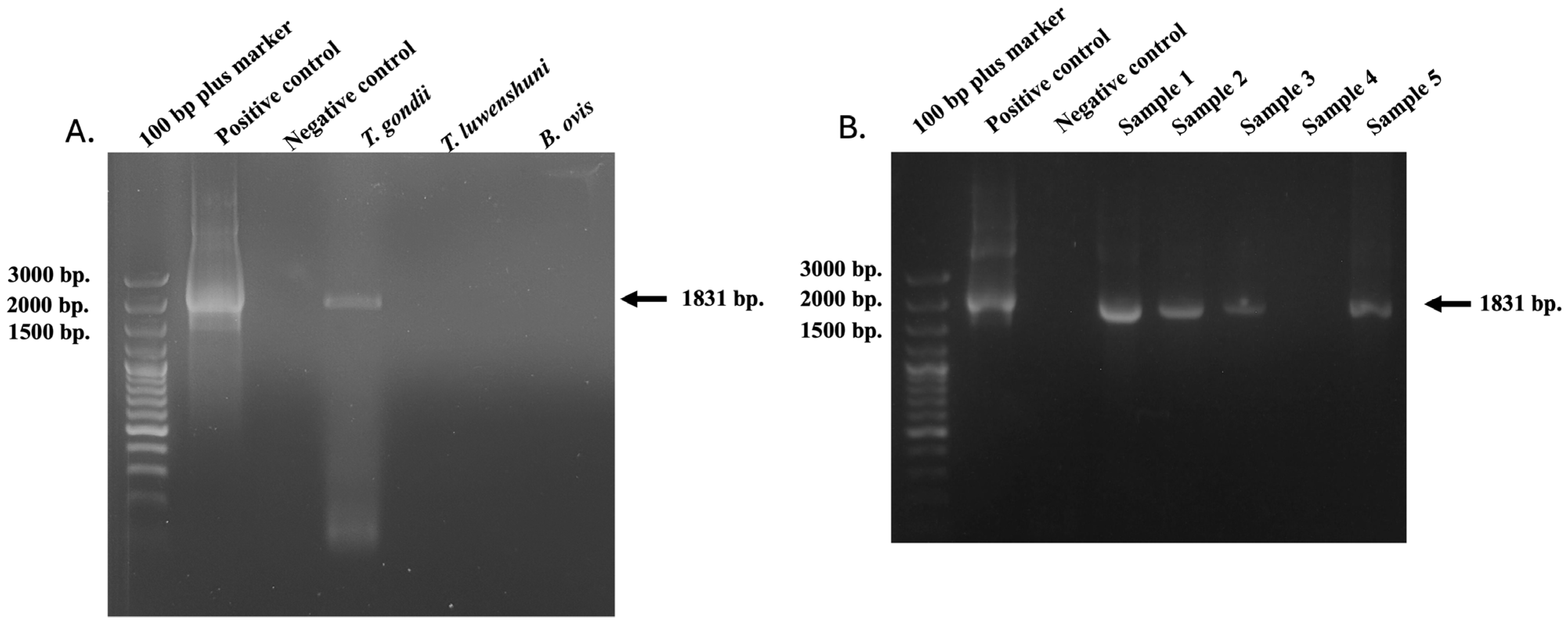 Vetsci 12 00555 g001