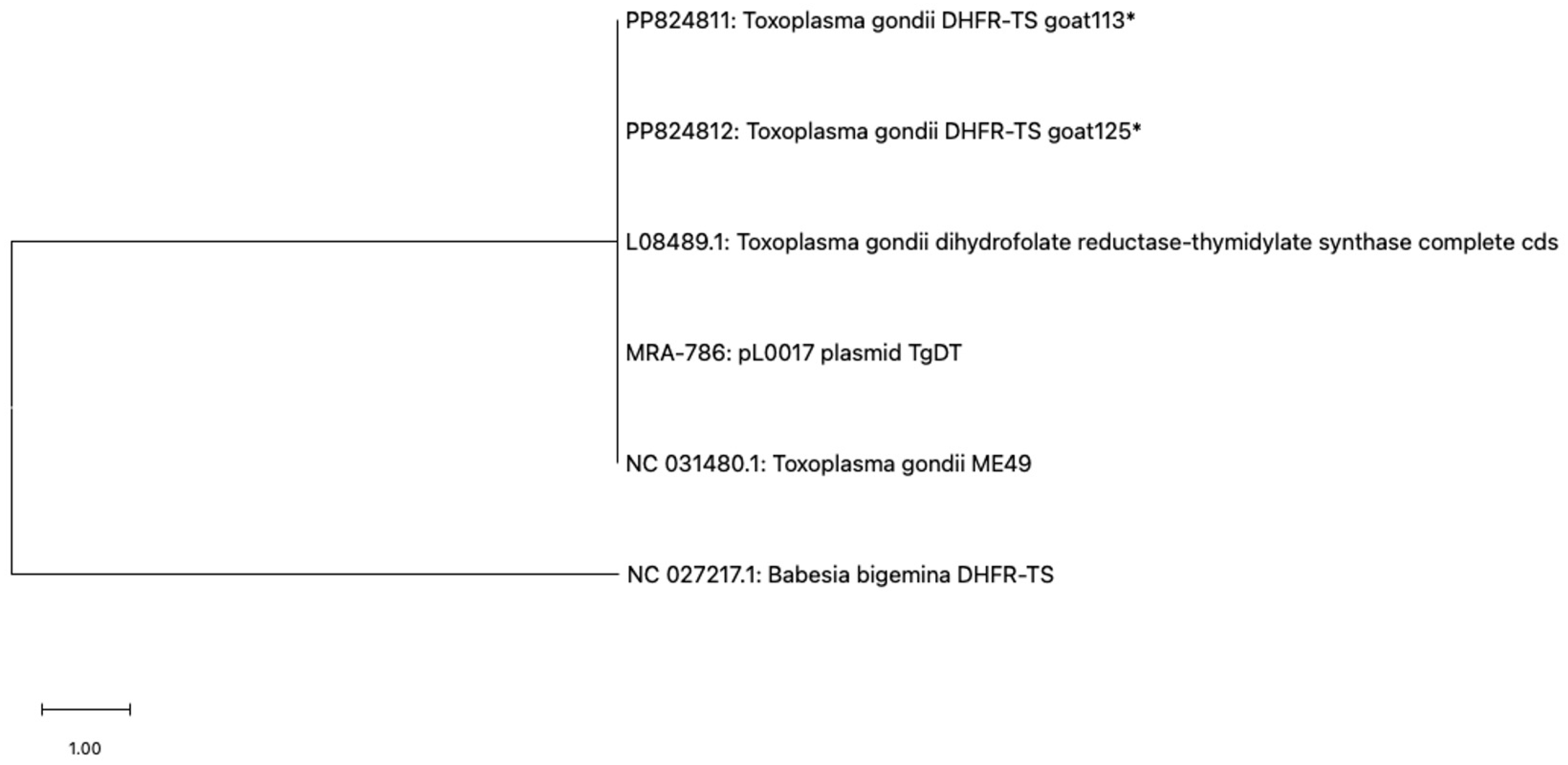 Vetsci 12 00555 g004