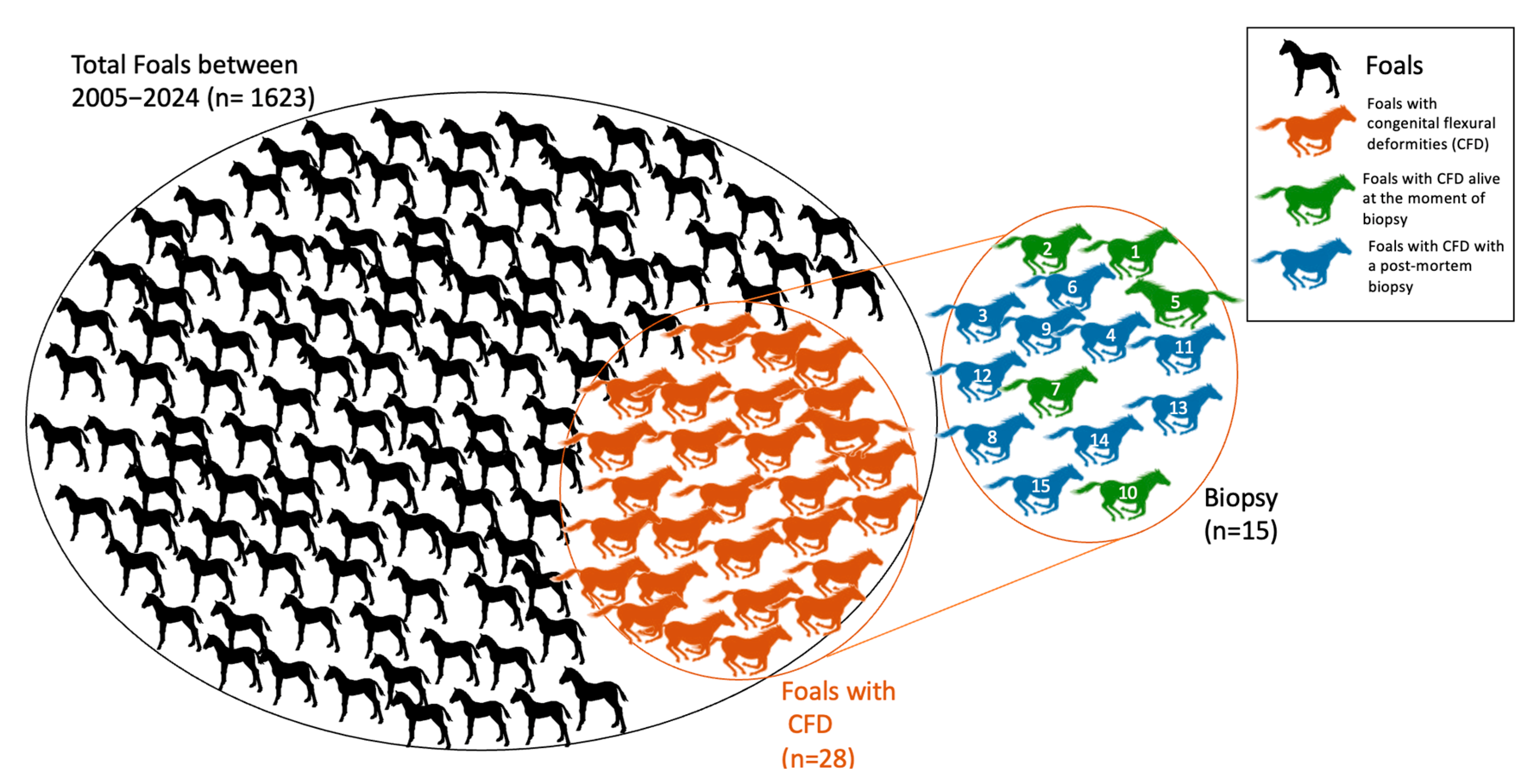 Vetsci 12 00557 g001 Vetsci 12 00557 g001