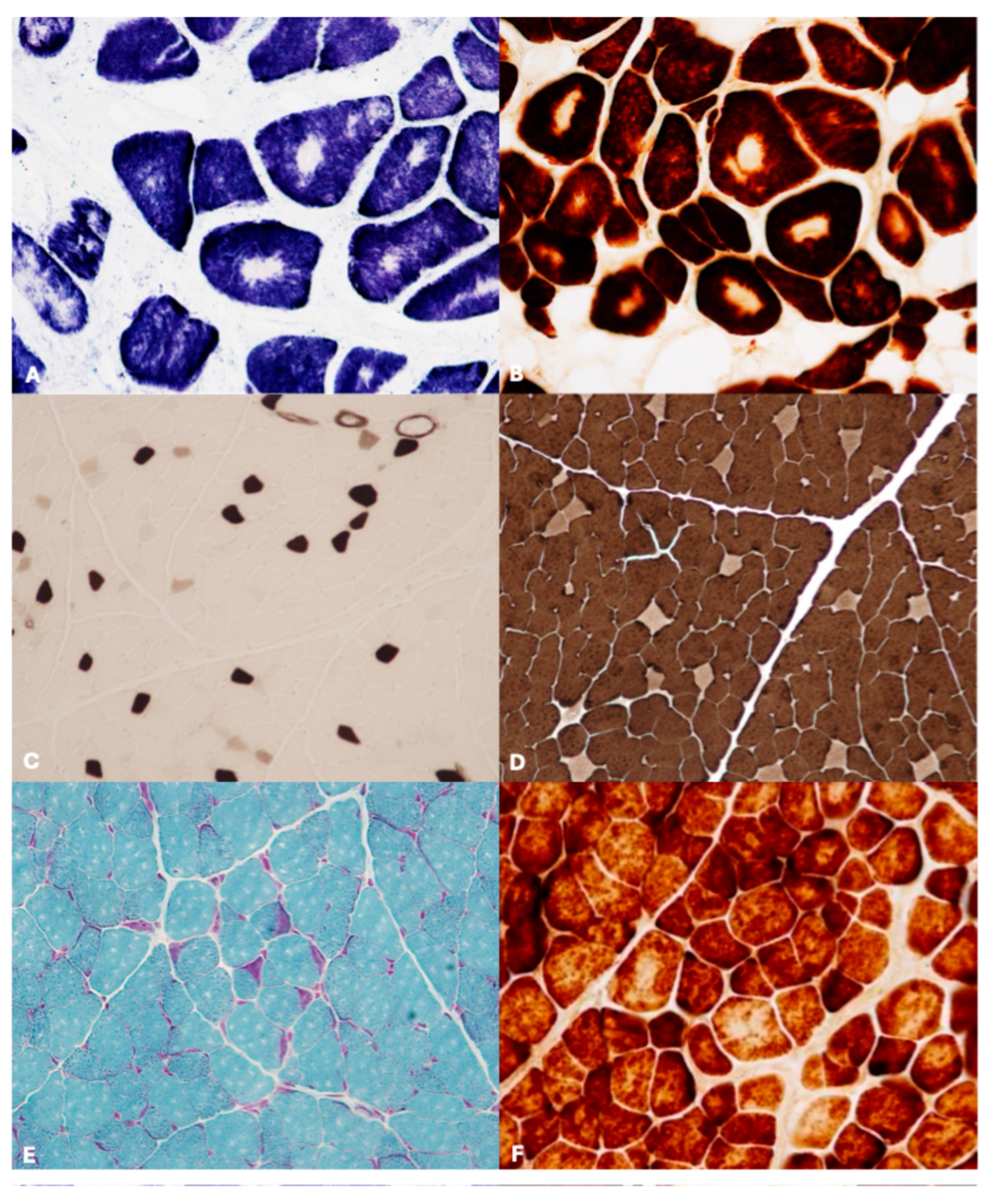Vetsci 12 00557 g002 Vetsci 12 00557 g002