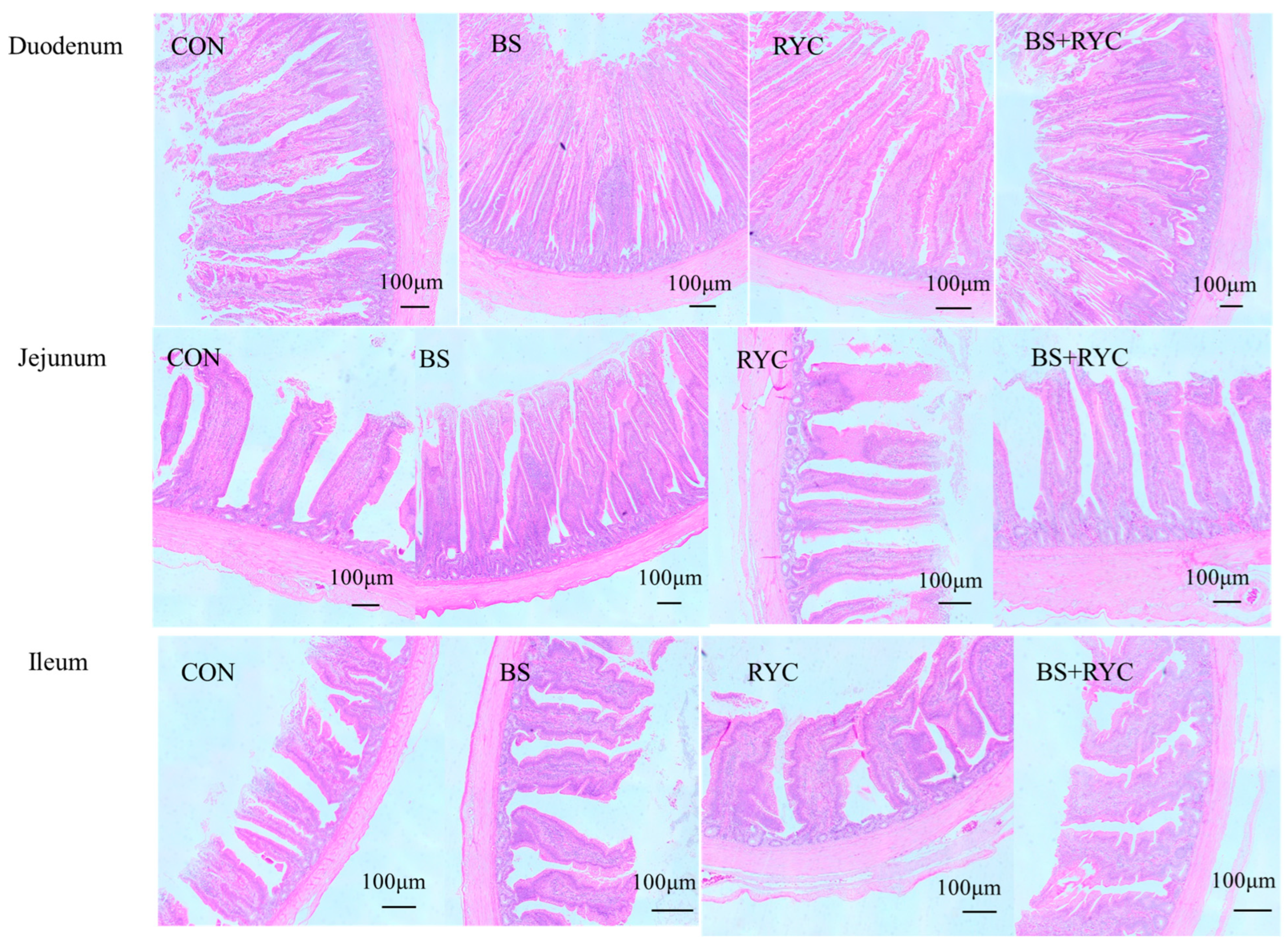 Vetsci 12 00558 g001