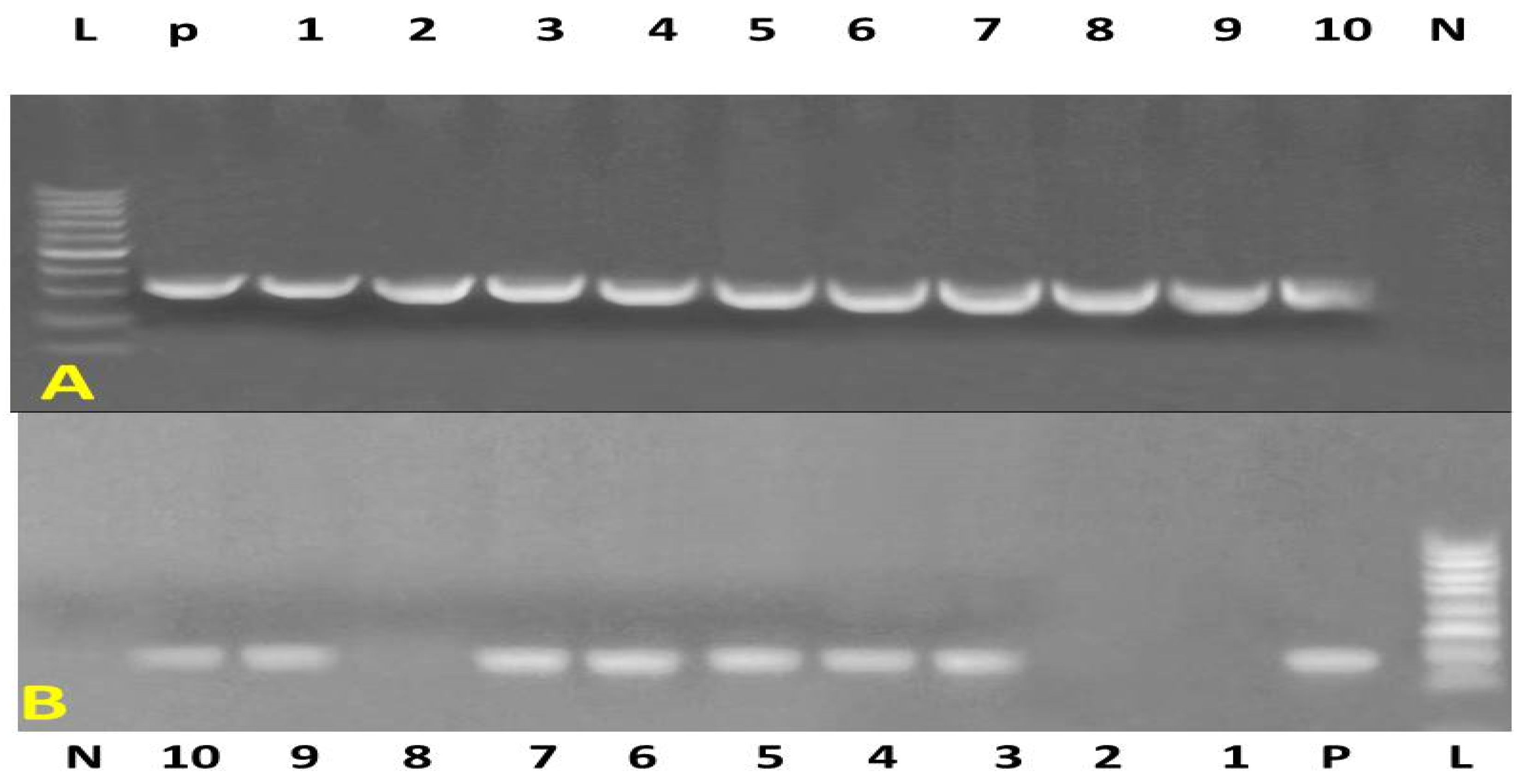 Vetsci 12 00584 g001