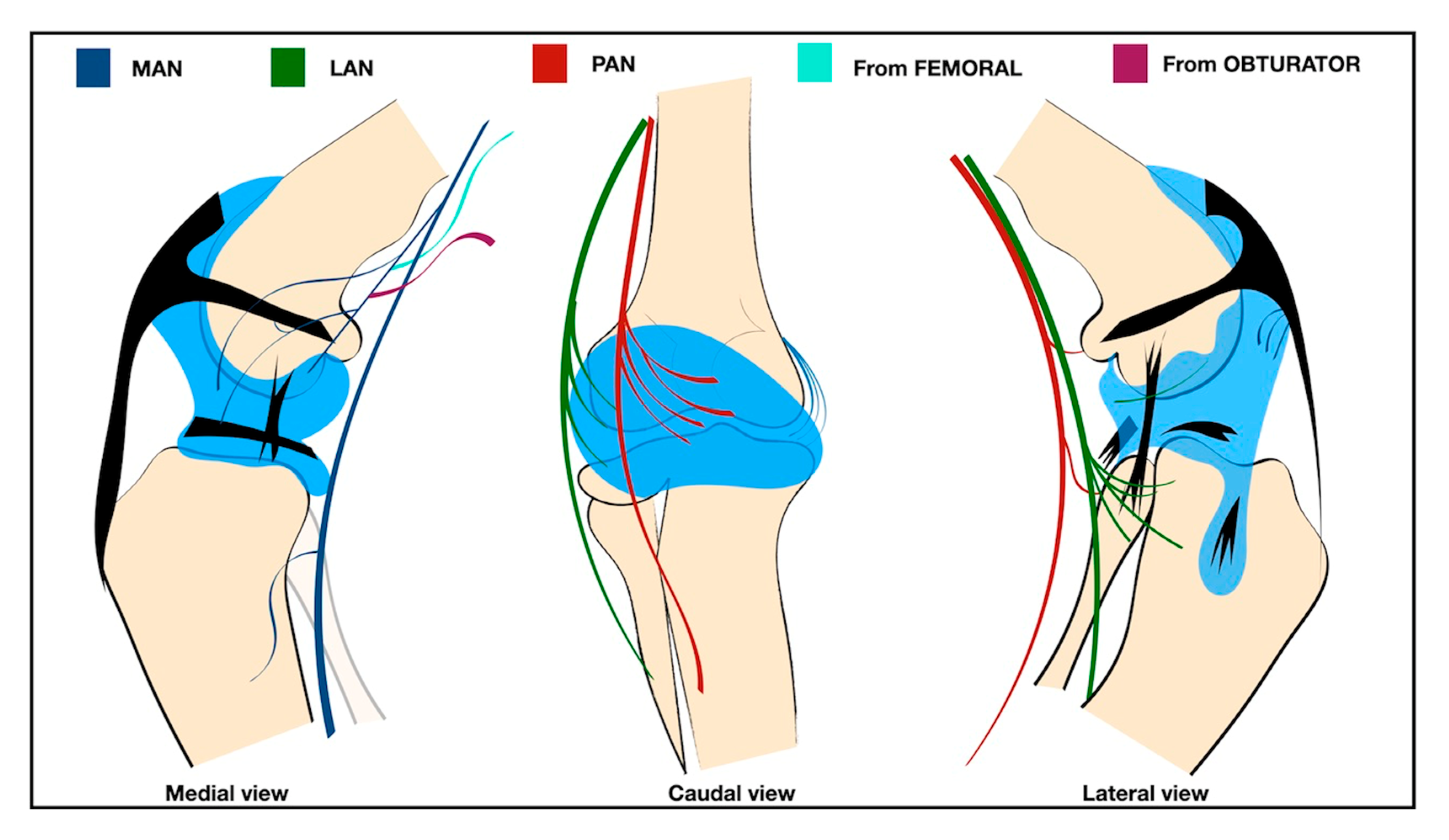 Vetsci 12 00599 g001