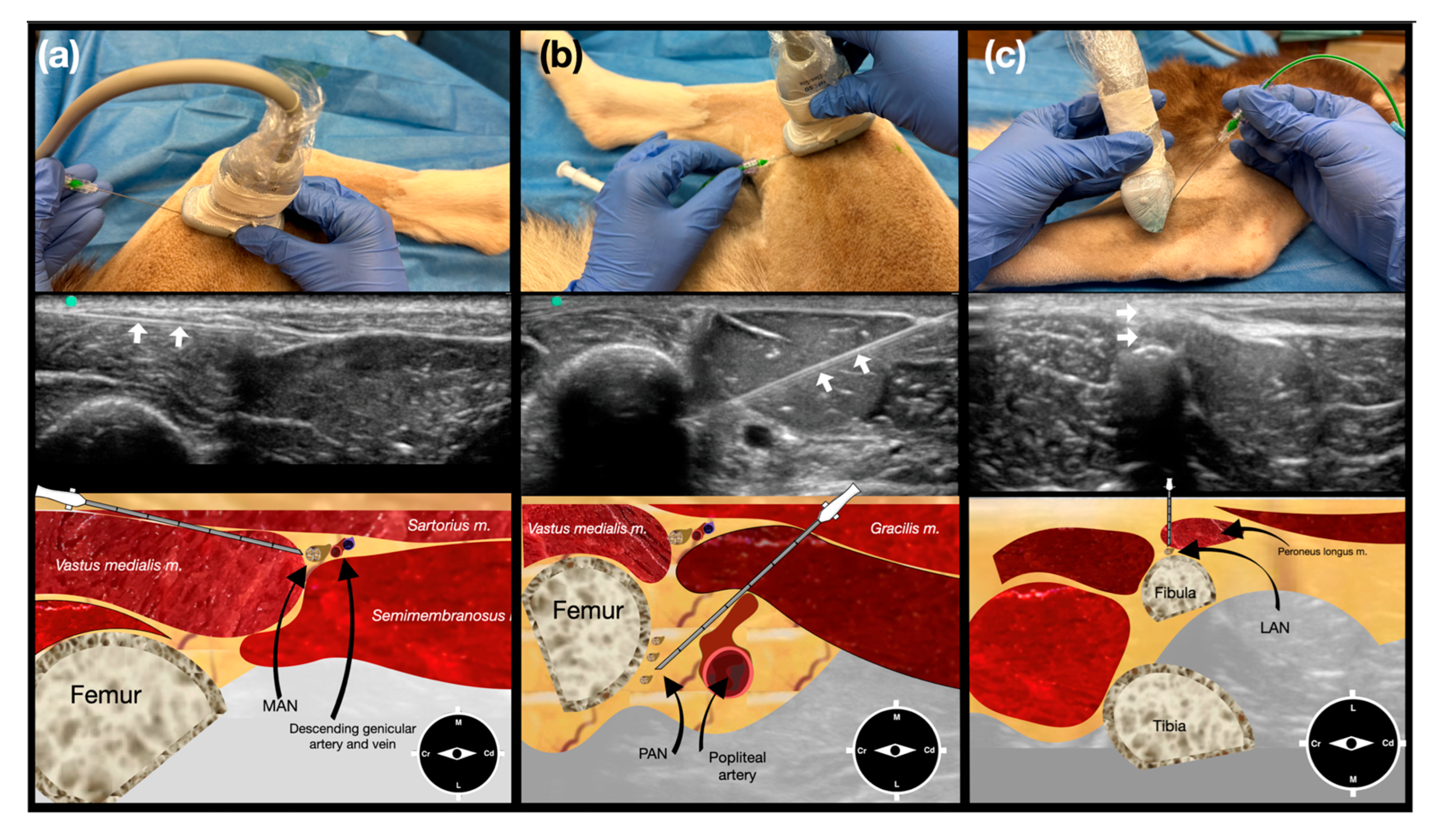 Vetsci 12 00599 g002