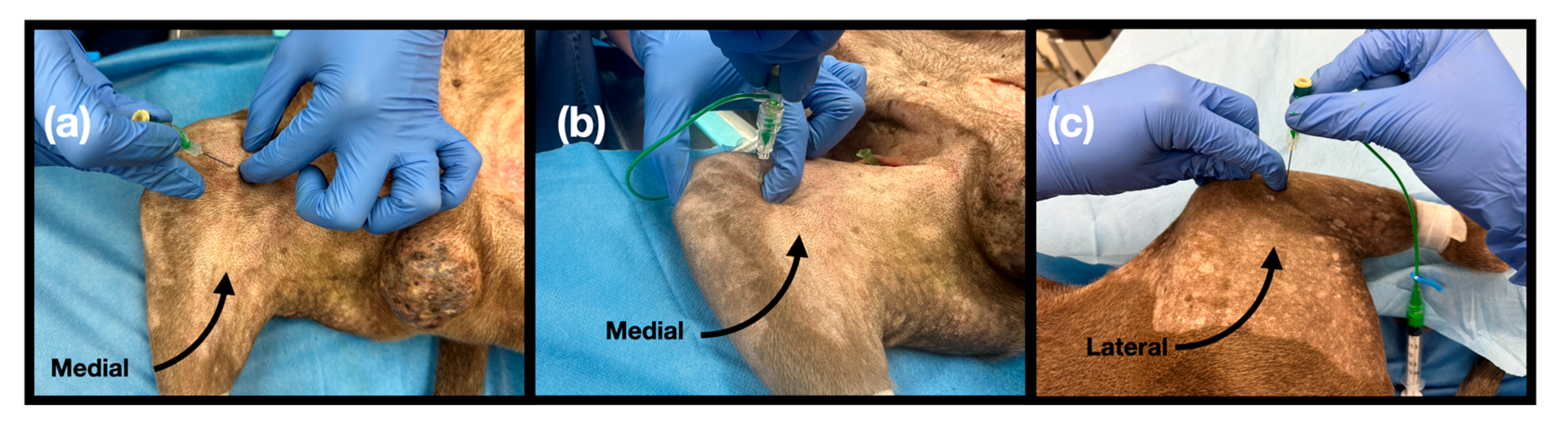 Vetsci 12 00599 g003